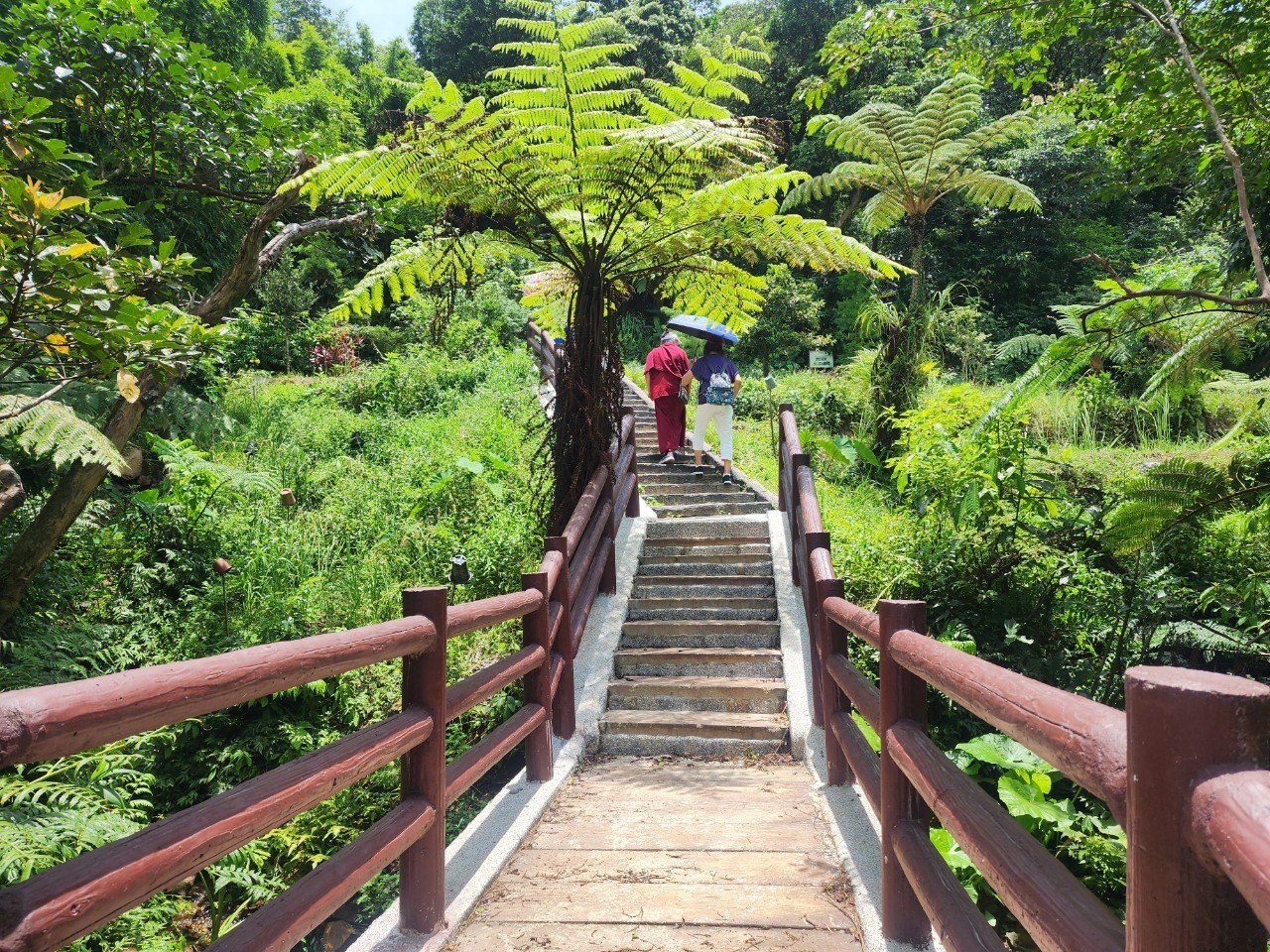 龍崗社區遍布蕨類與原生植物