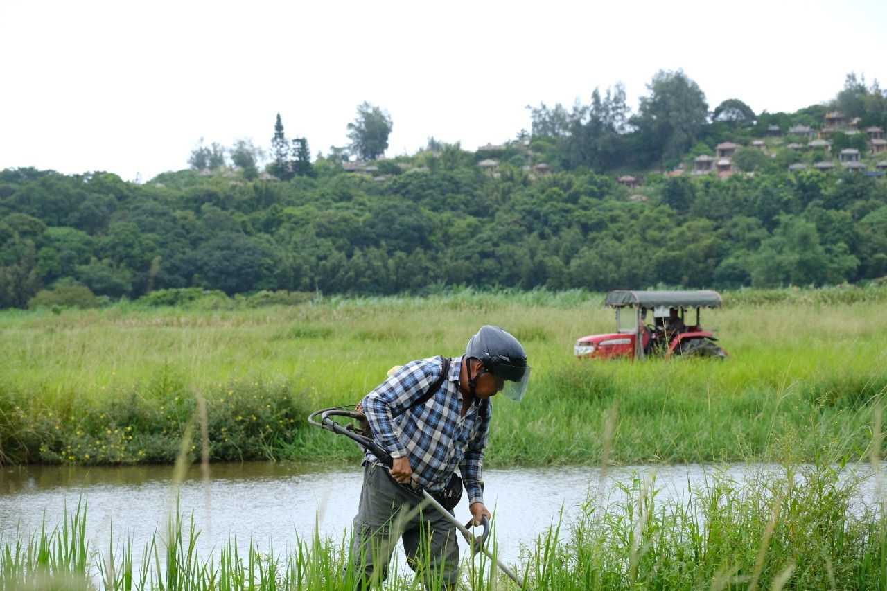 當地農民也已提早將收割後的水稻田翻田蓄水，營造湛水泥灘地，迎接10月開始的水田候鳥季.jpg