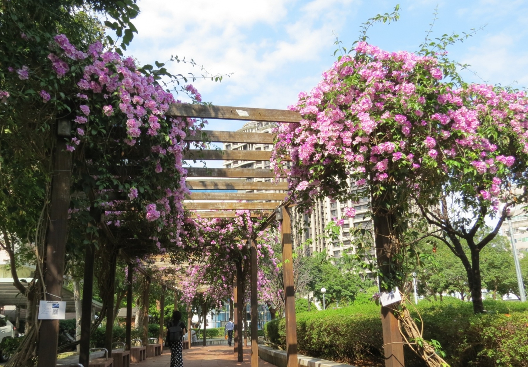 三重區的中山藝術公園，四季花木扶疏，當蒜香藤大爆發時花瀑垂落，民眾不妨漫步廊道下感受生活中的小浪漫