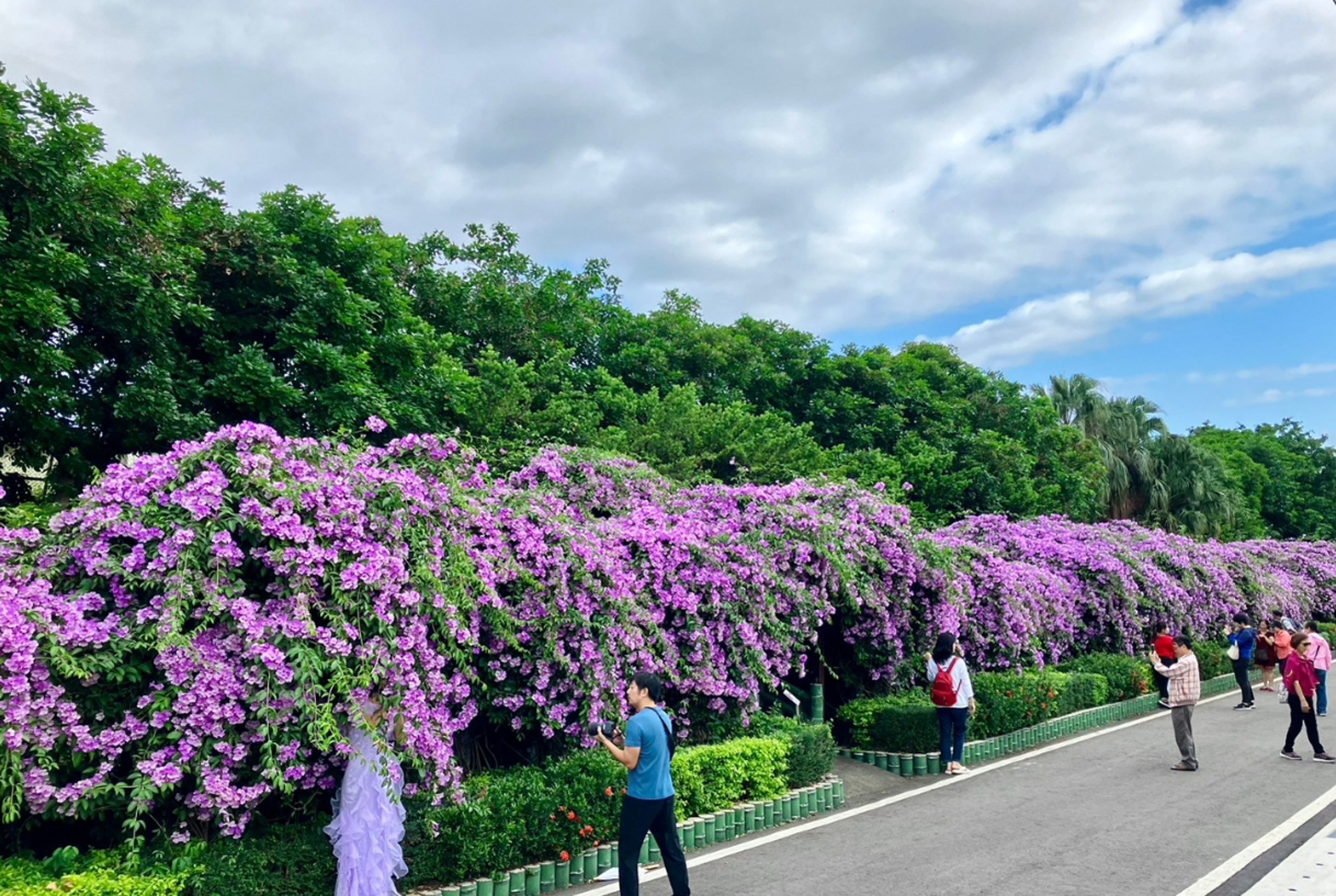 位在泰山區楓樹里河堤附近的蒜香藤廊道，每到花期便會湧入大量遊客前來賞花，長達約200公尺的花牆也成了最佳的攝影取景點