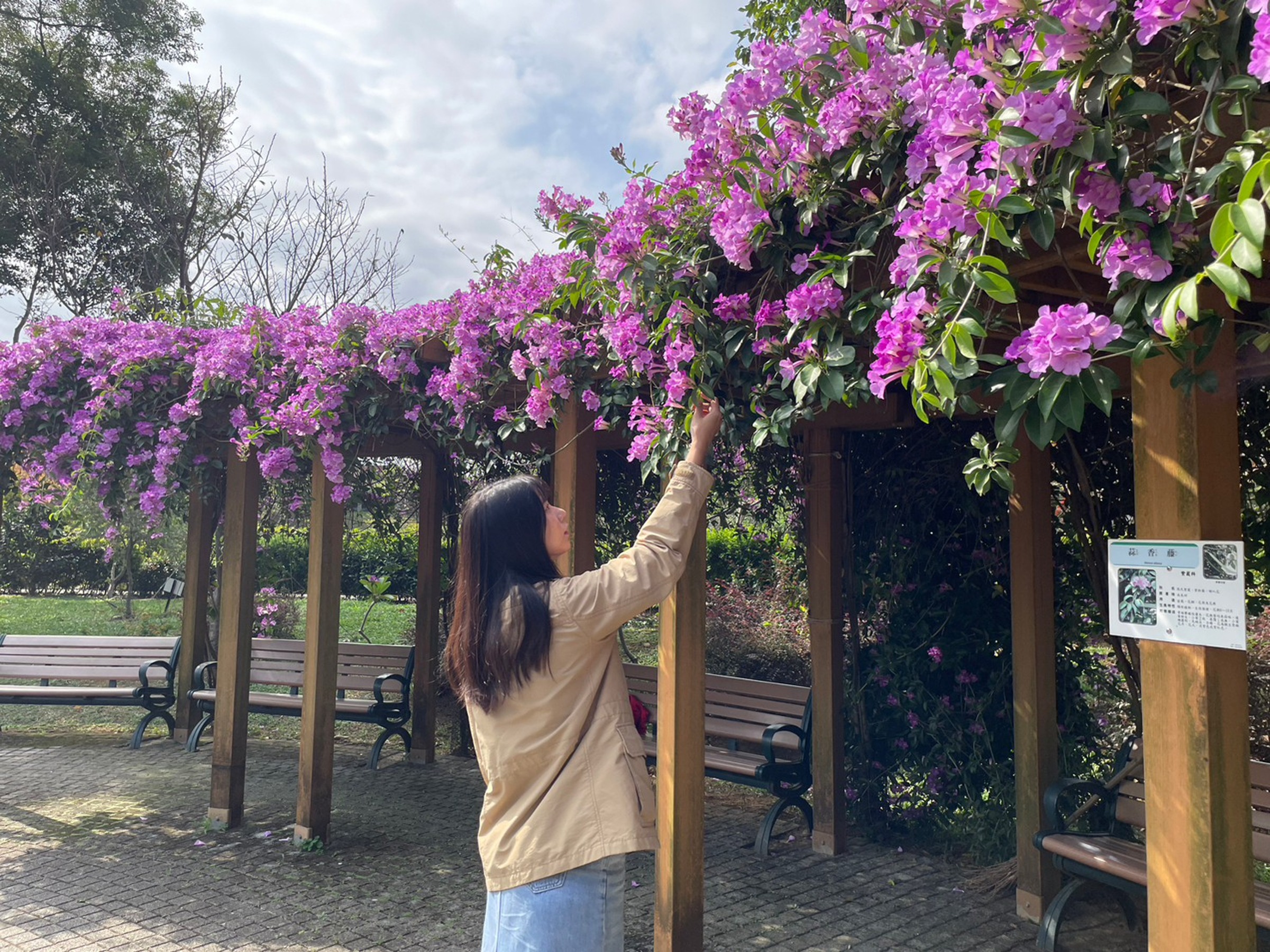 位於鶯歌區的永吉公園，沿著步道遠遠就能看見逐一盛開的蒜香藤，民眾可以站在花棚下欣賞著紫色花海，形成一幅美麗景致