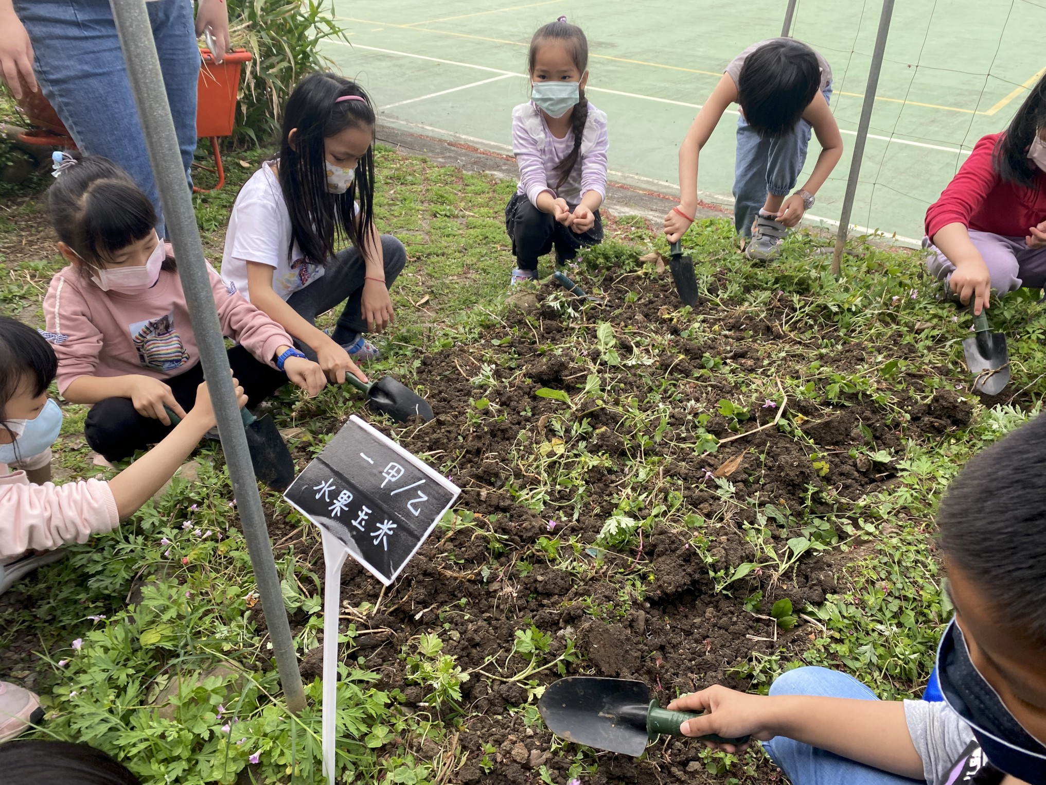 金熊級淡水區水源國小學以班級為單位經營各自的校園農場