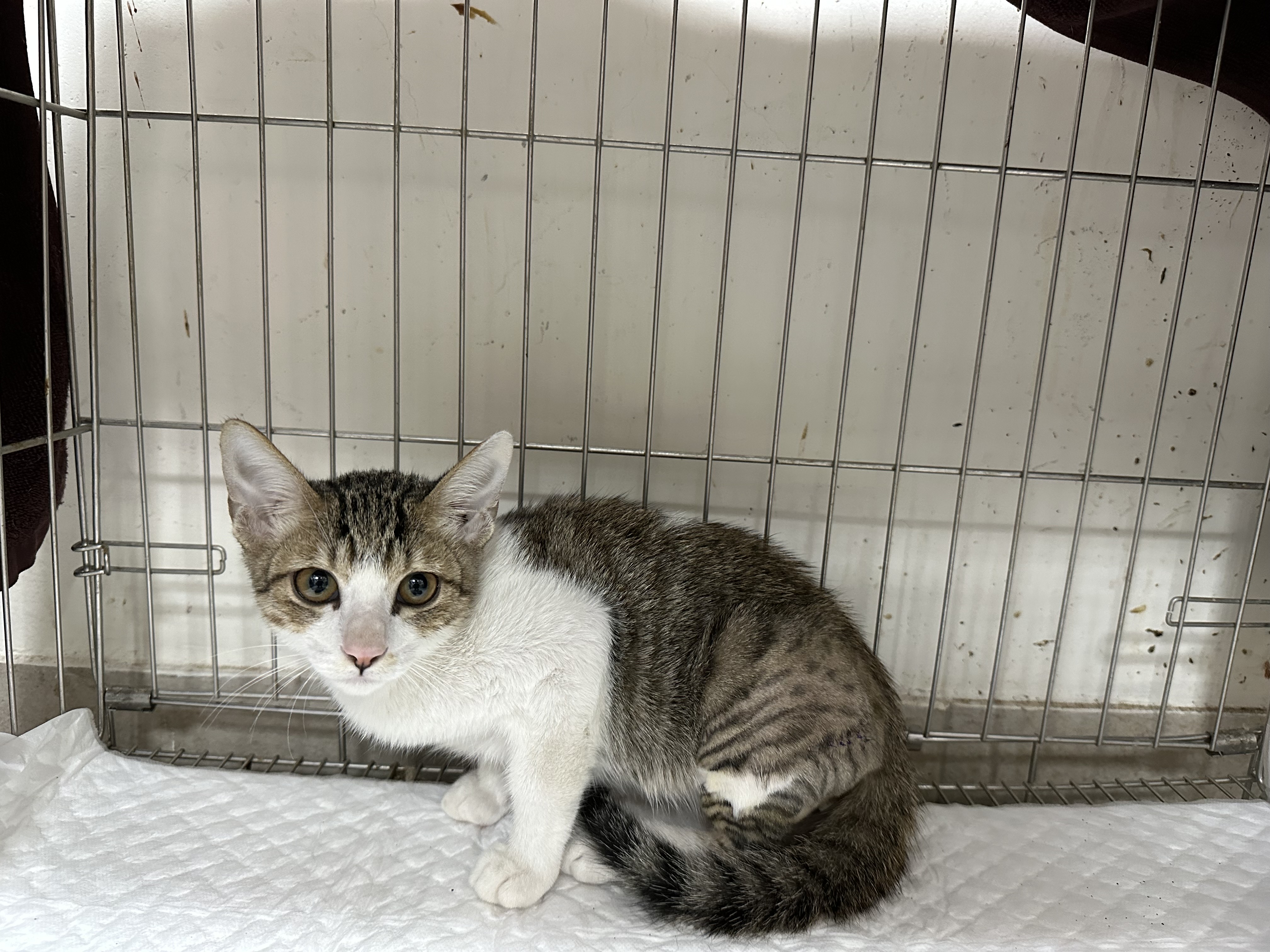 建議飼主定期帶寵物到獸醫進行身體檢查。