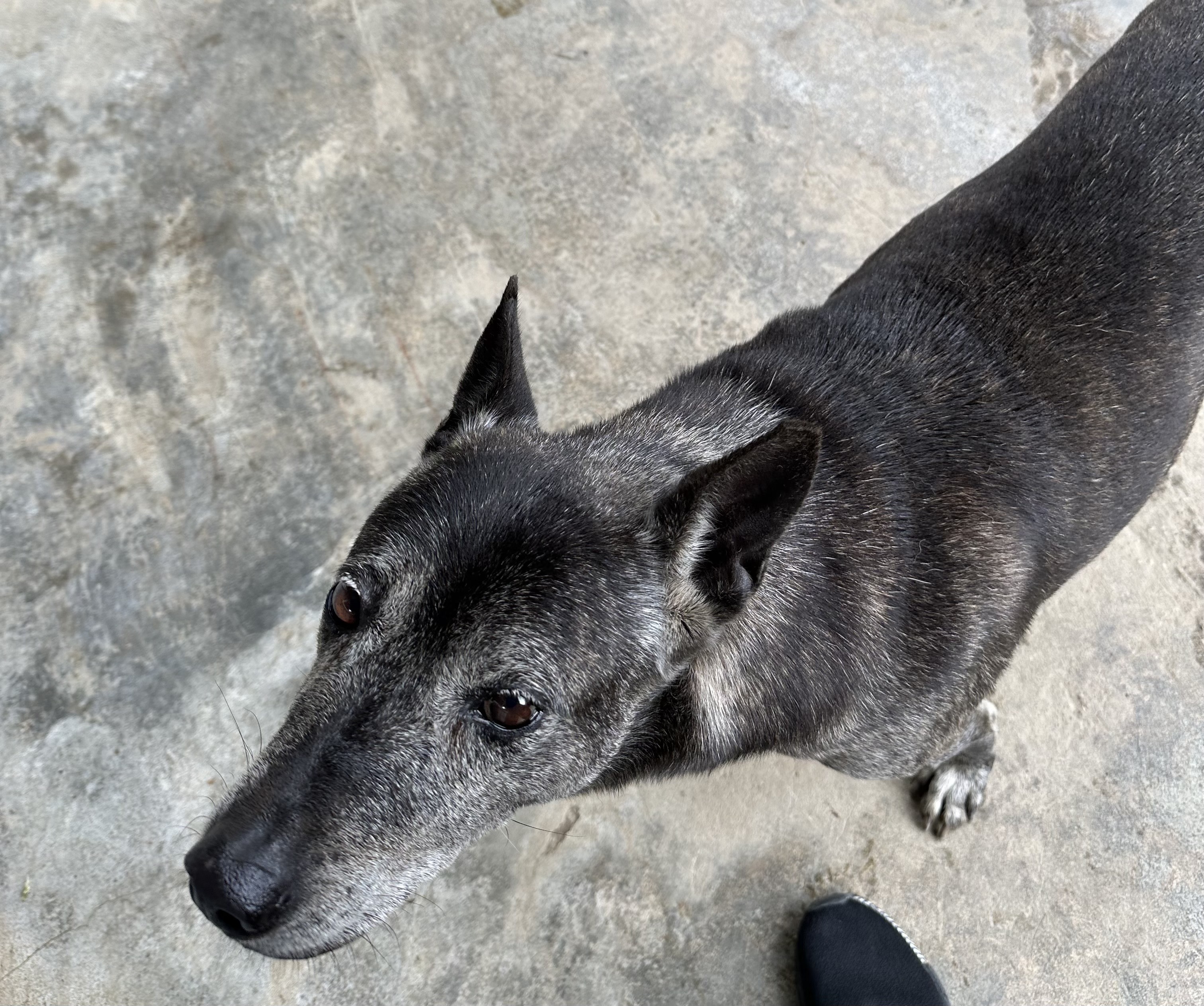 犬貓罹患糖尿病通常發生在中老年、肥胖或特定品種犬貓。