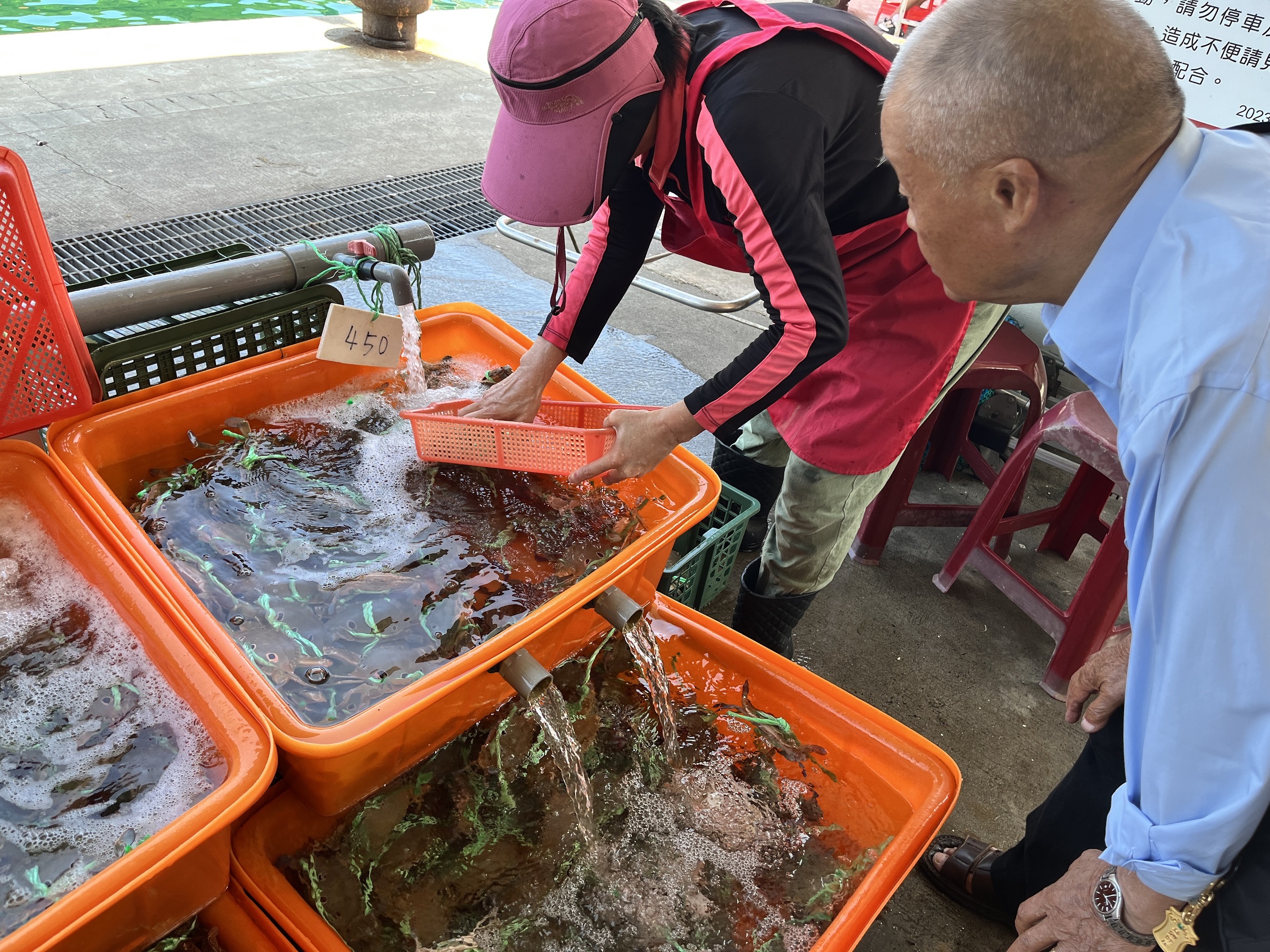 產銷班太太為民眾精心挑選新鮮活蟹