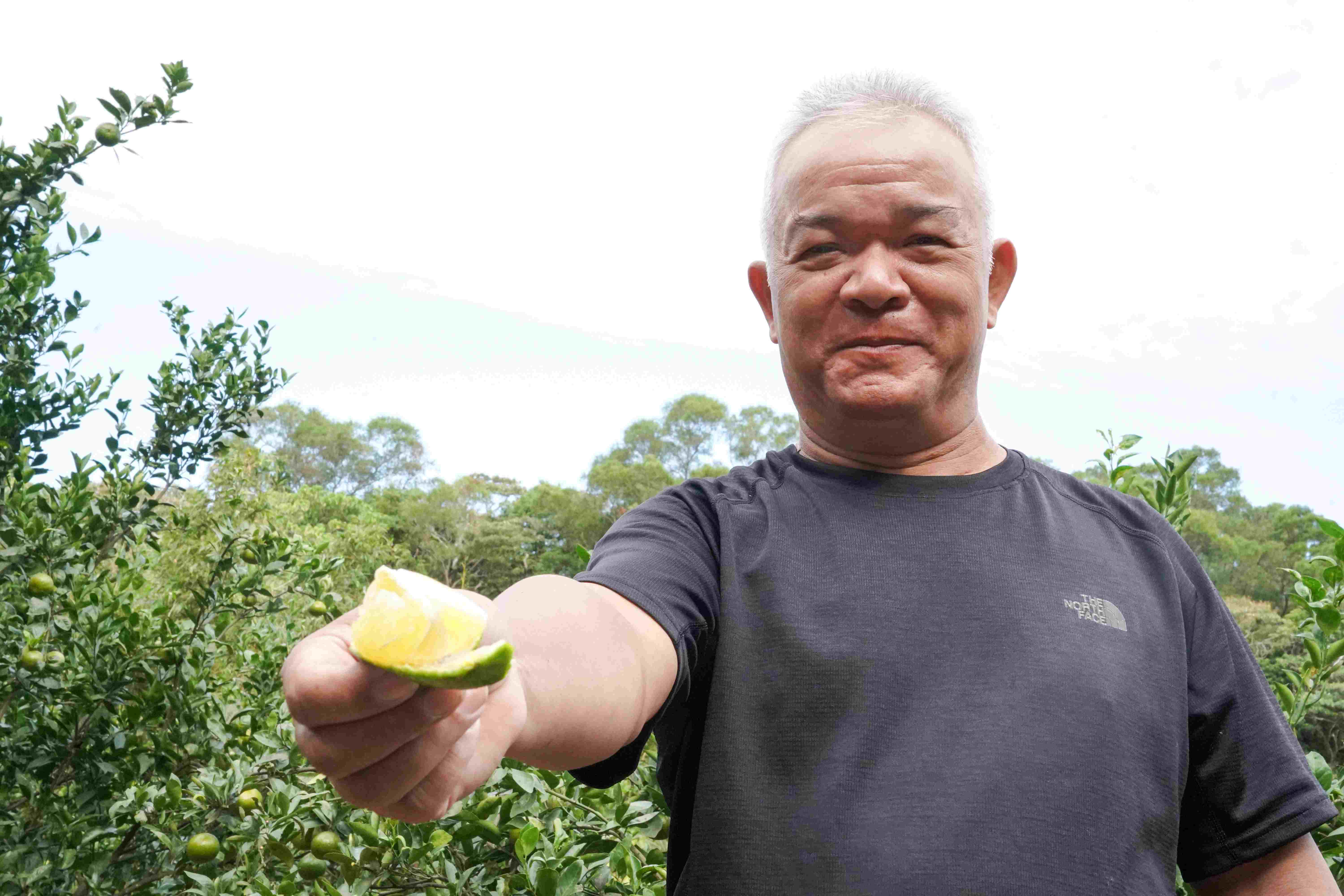  今年54歲的八里區農友褚永興身為文旦柚家族第二代，從小參與文旦柚種植，加上農會果樹課程教學，擁有成熟的果樹栽培技術，於109年獲得新北市文旦柚評鑑頭等獎