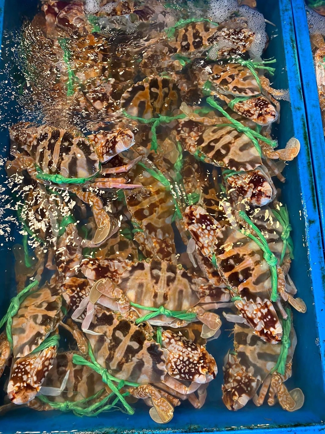 富基漁港豐富的海鮮 (2)