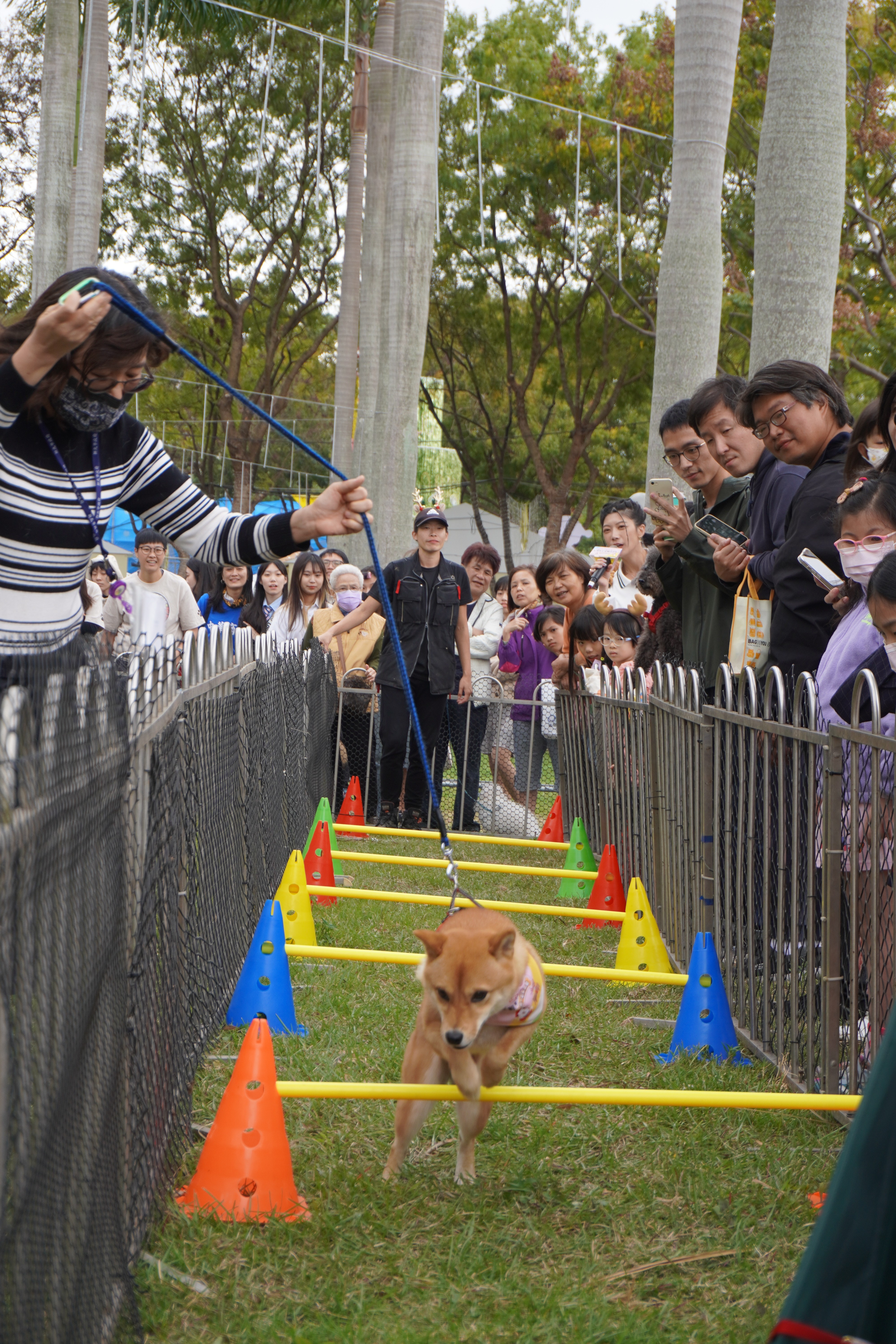 校園犬在賽道內跳躍障礙