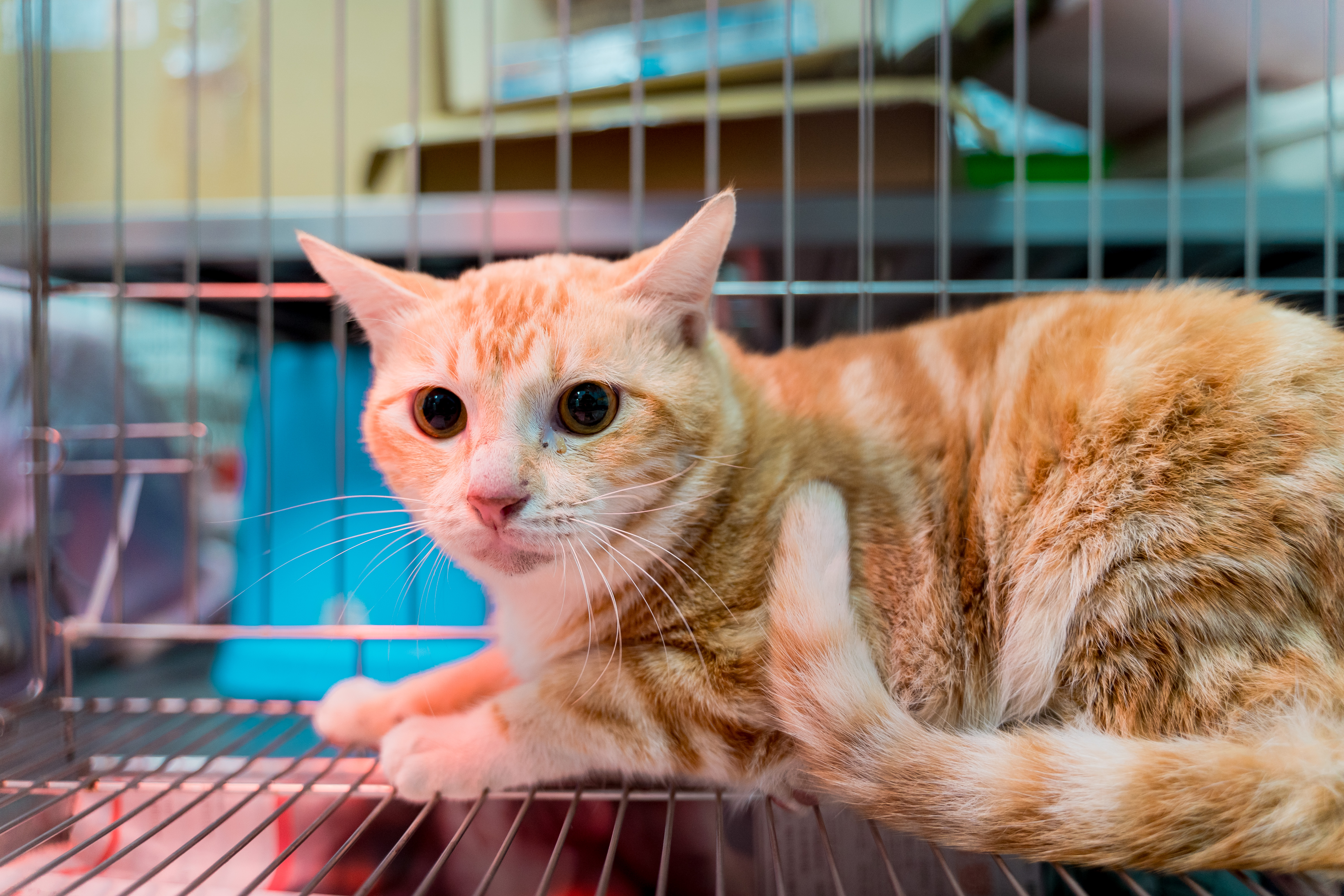 為了防範貓愛滋傳播，新北市動物之家將入所貓隻分籠觀察照護