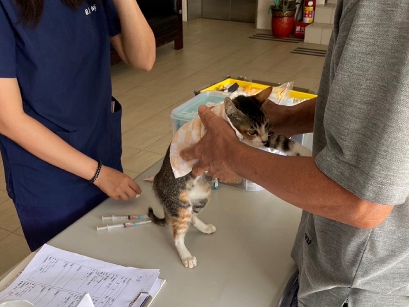 為愛貓定期施打核心疫苗及至動物醫院進行健康檢查，維持愛滋貓日常健康狀態