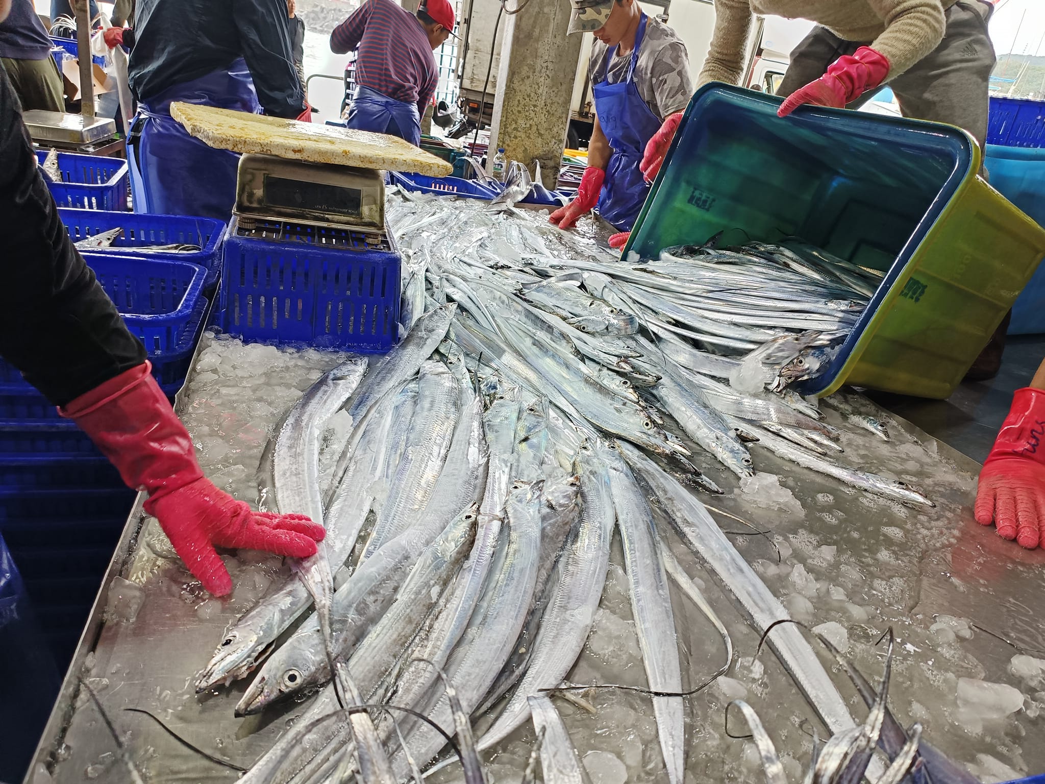澳底漁港白帶魚漁獲滿載而歸