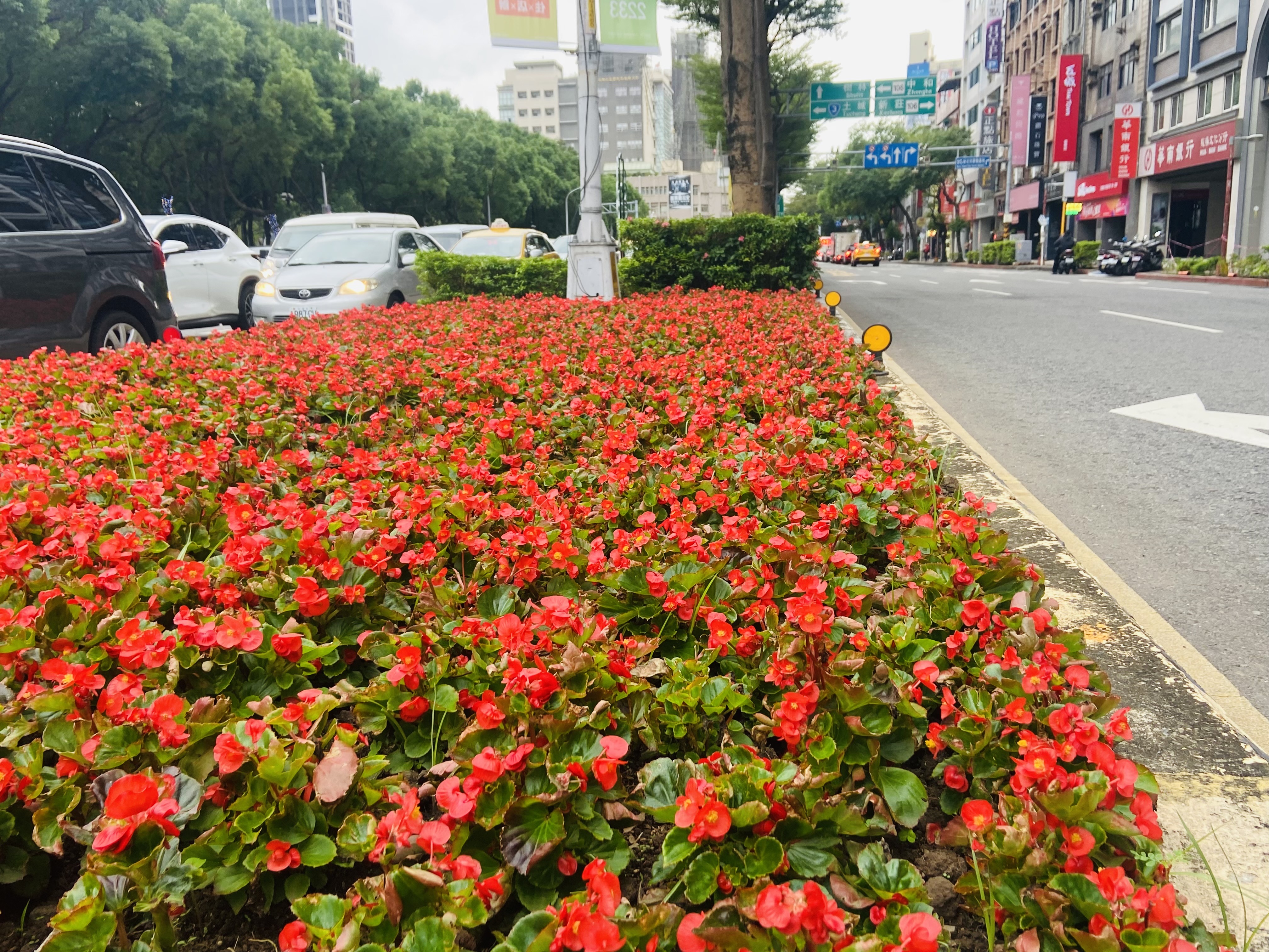 板橋文化路路口植栽高度低於50公分