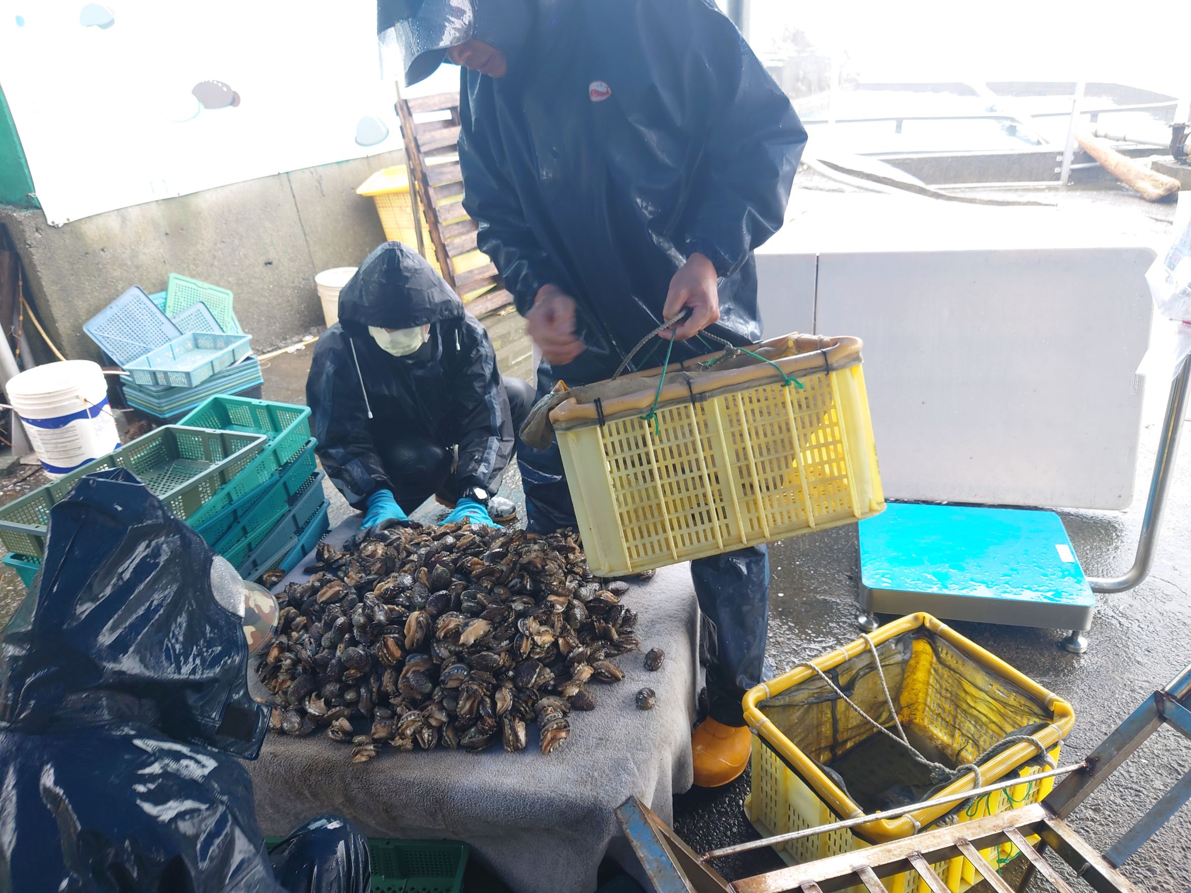 剛採收上岸的肥美貢寮鮑