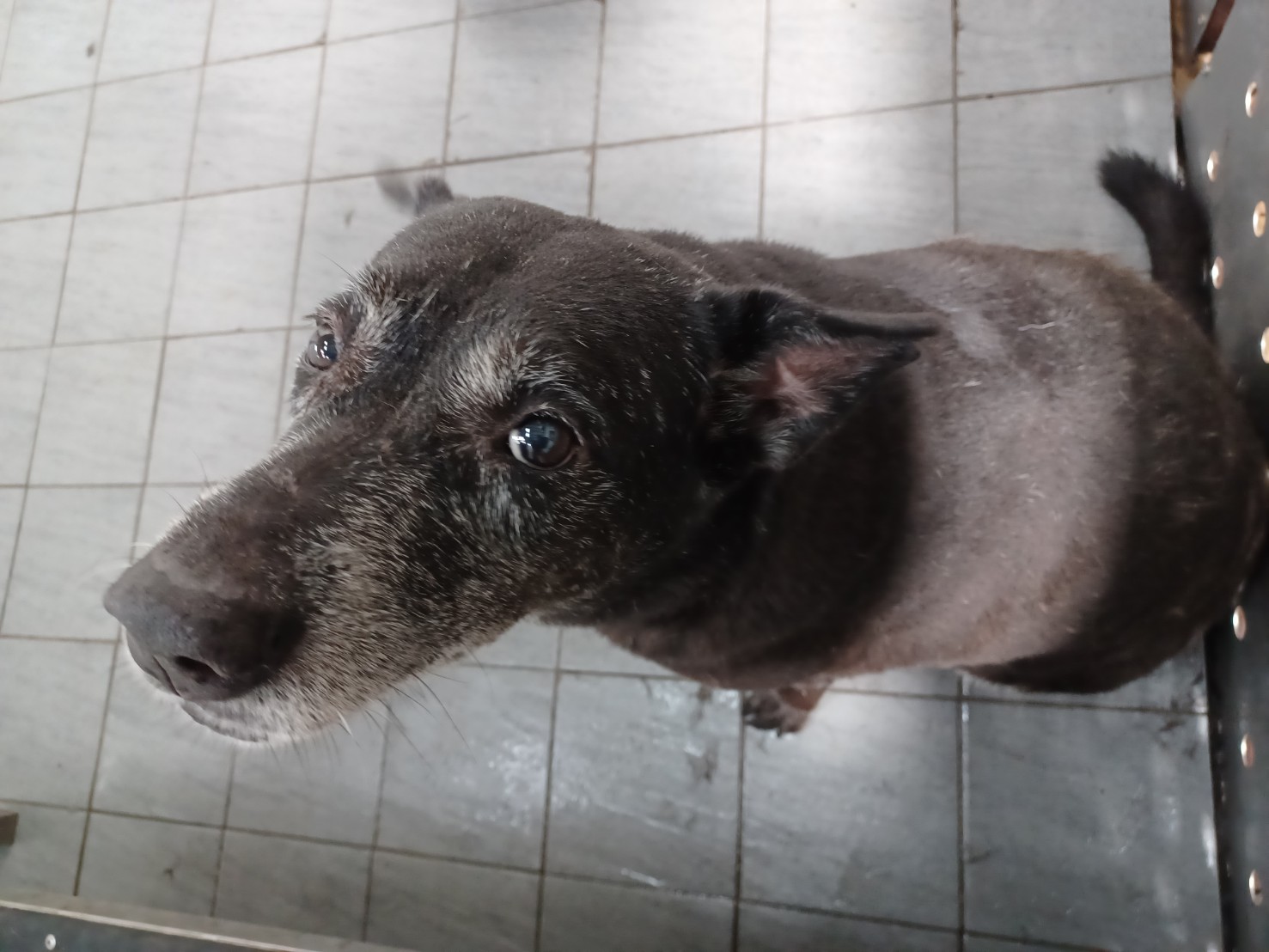 犬隻過於肥胖是一個增加心臟負擔的不良因子