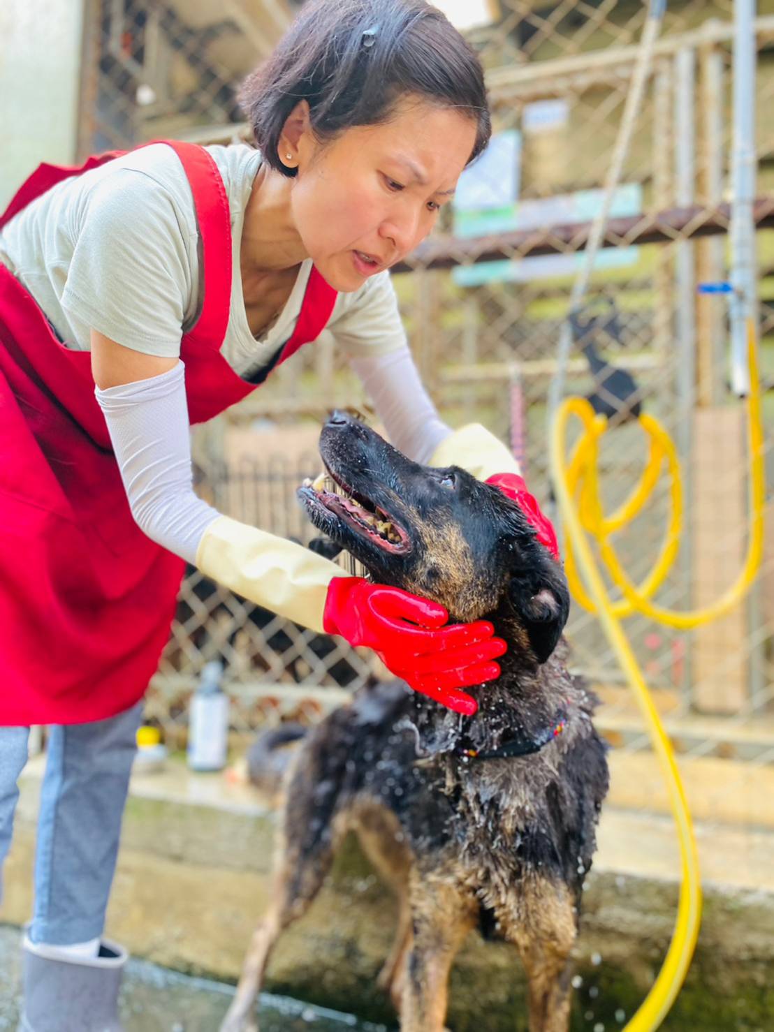 志工王福賢小姐為動物之家犬隻洗澡