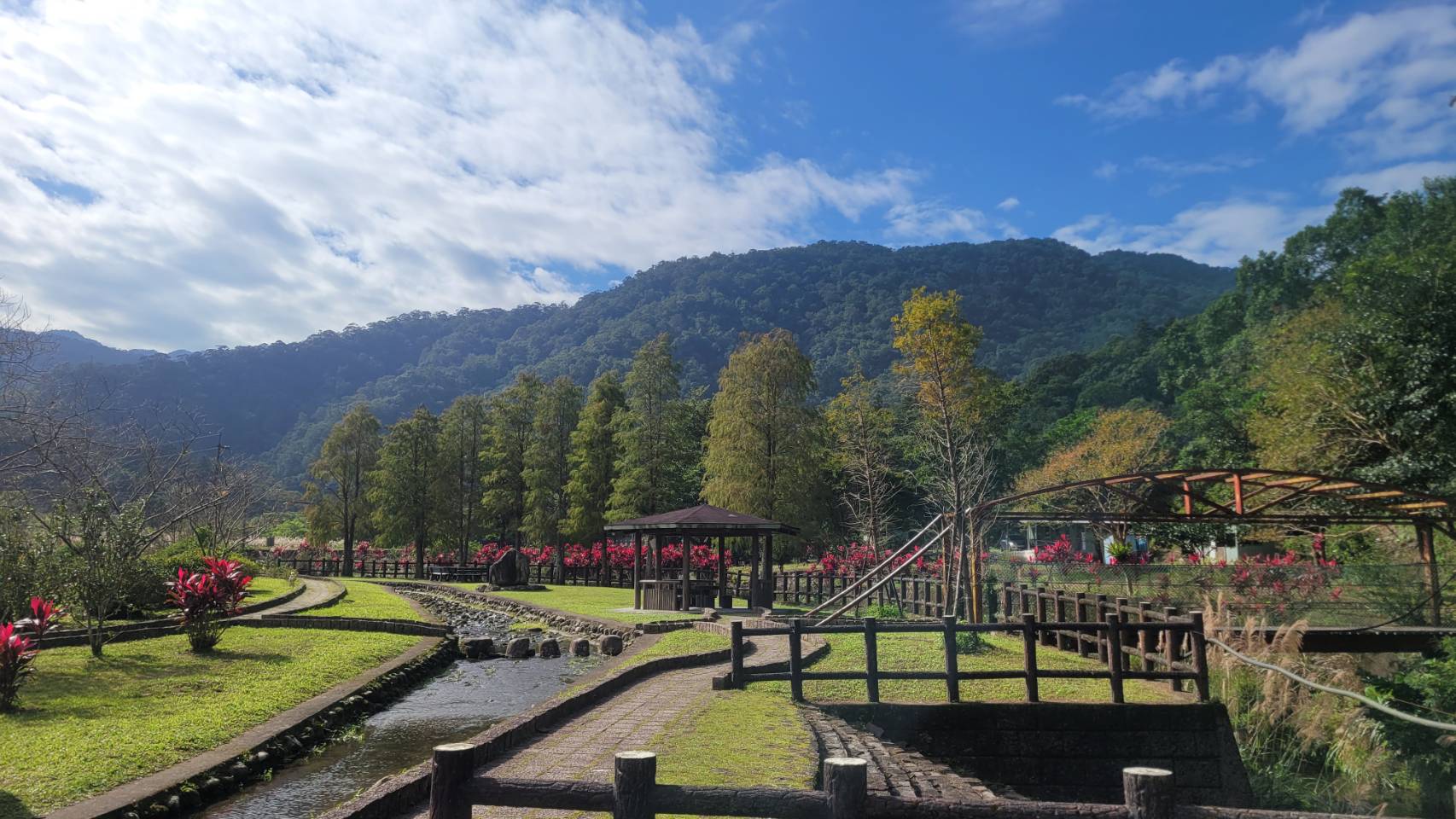 坪林九芎親水公園一整排高大的落羽松，在寒流催化下將交織成一片橙黃紅漸層美景