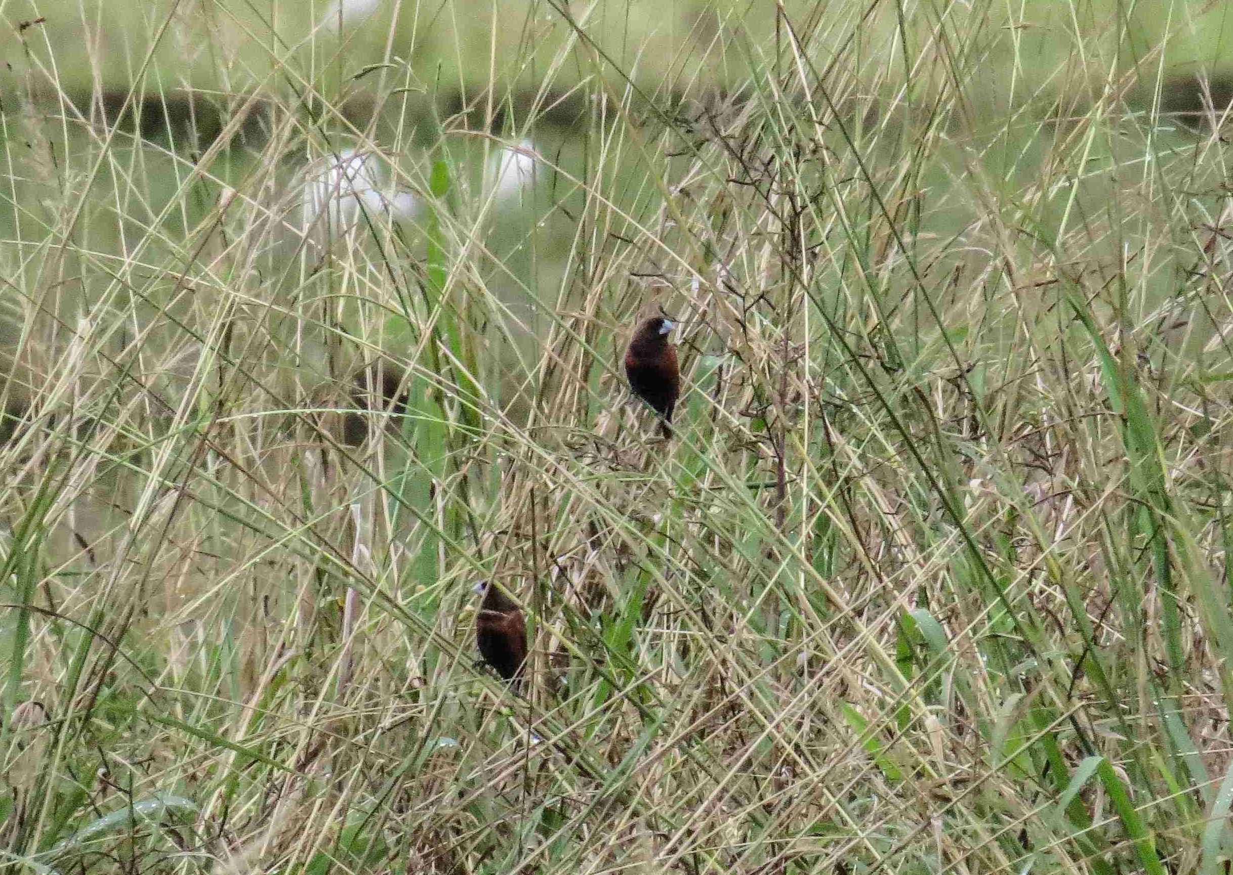 日前數鳥嘉年華田寮洋樣區數鳥團隊紀錄到黑頭文鳥(圖為人禾基金會提供)