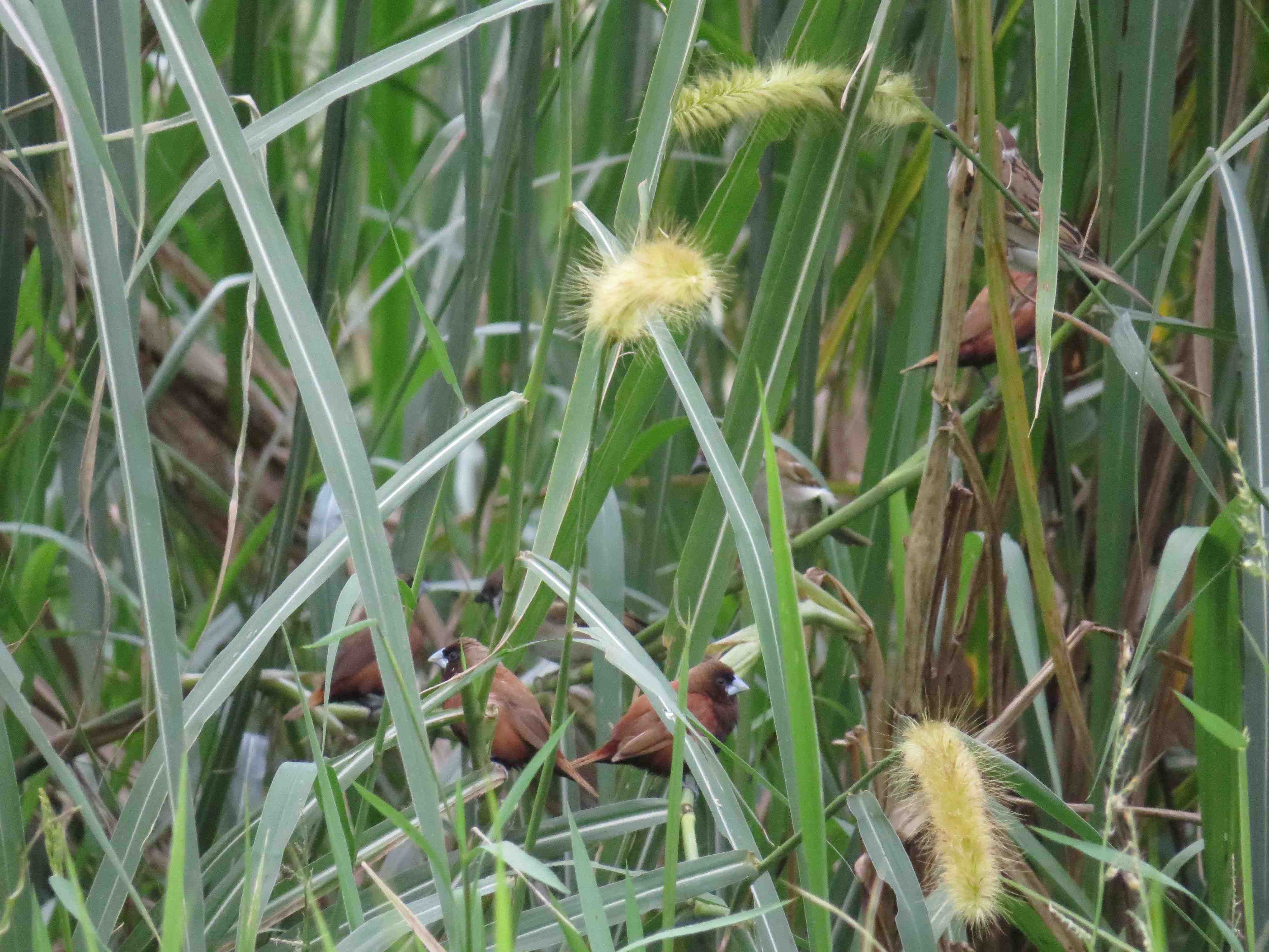 合作農戶保留再生稻叢可發現保育類黑頭文鳥蹤影(圖為人禾基金會提供).