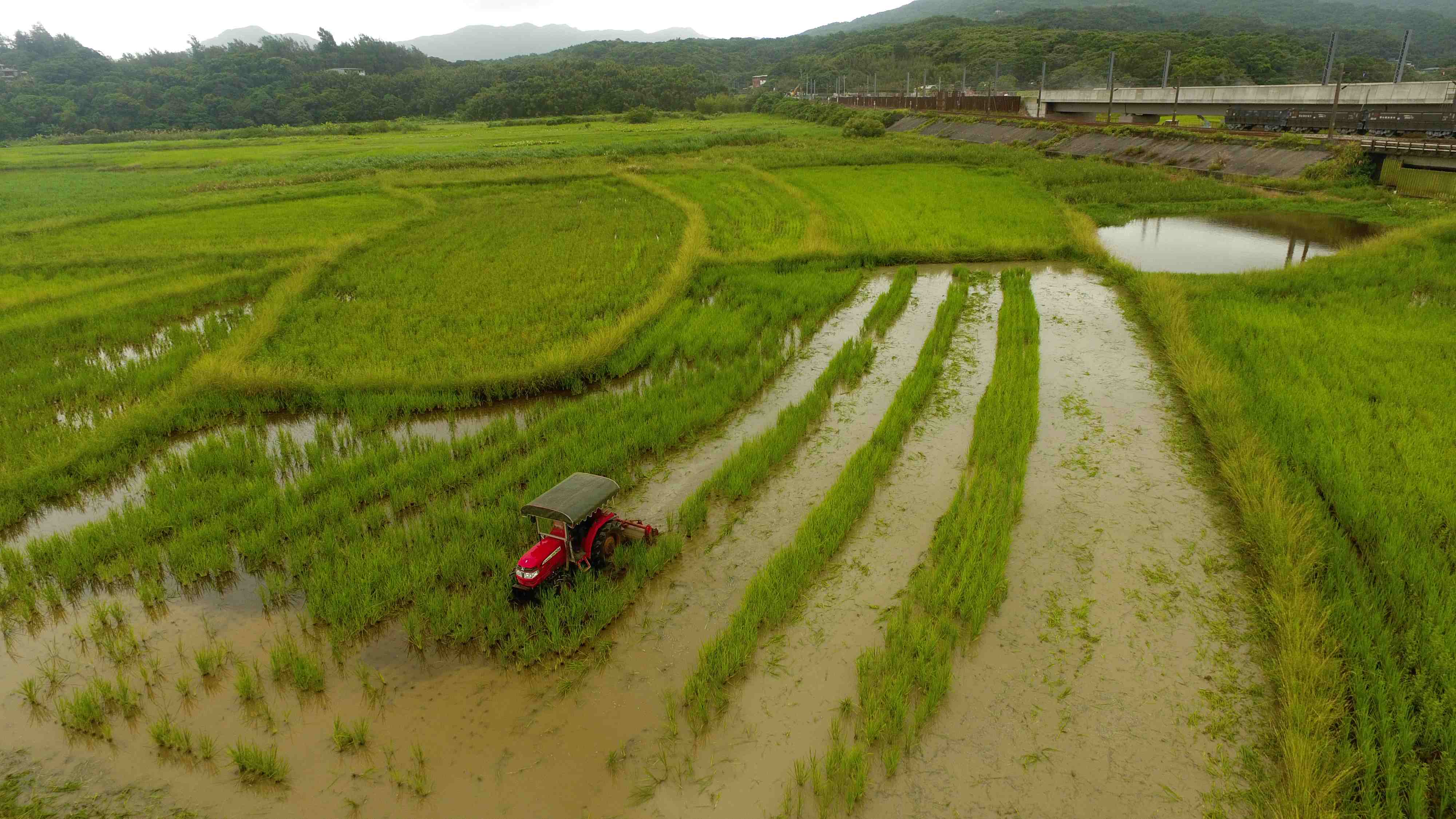 新北農業局已持續4年在田寮洋為水鳥提早翻犁蓄水