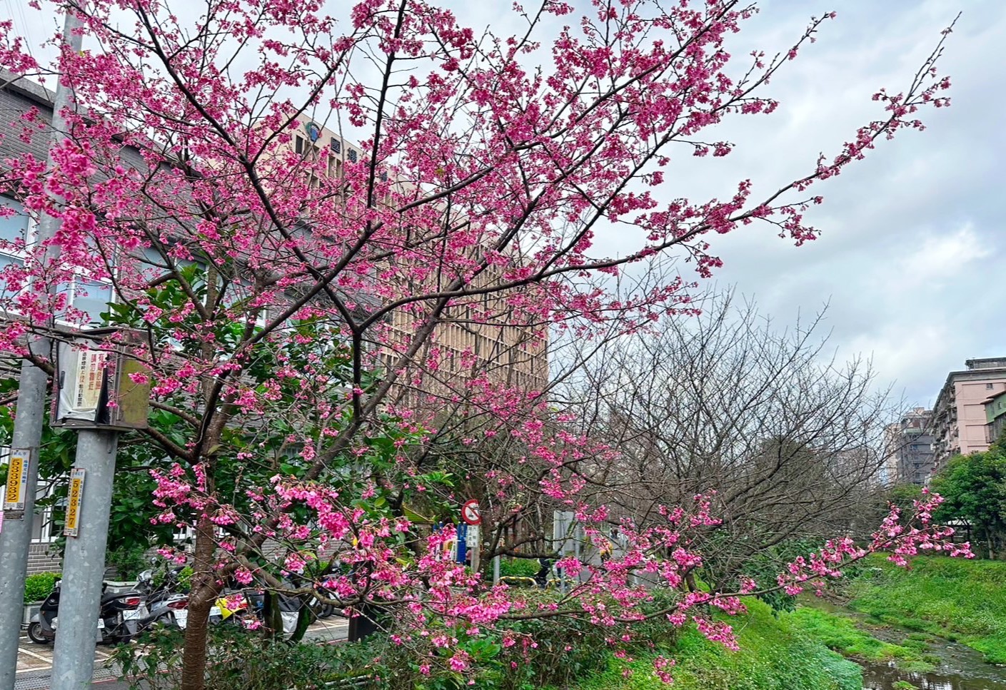 汐止區康誥坑溪旁櫻花步道溪畔兩側的山櫻花在初春搶先盛開