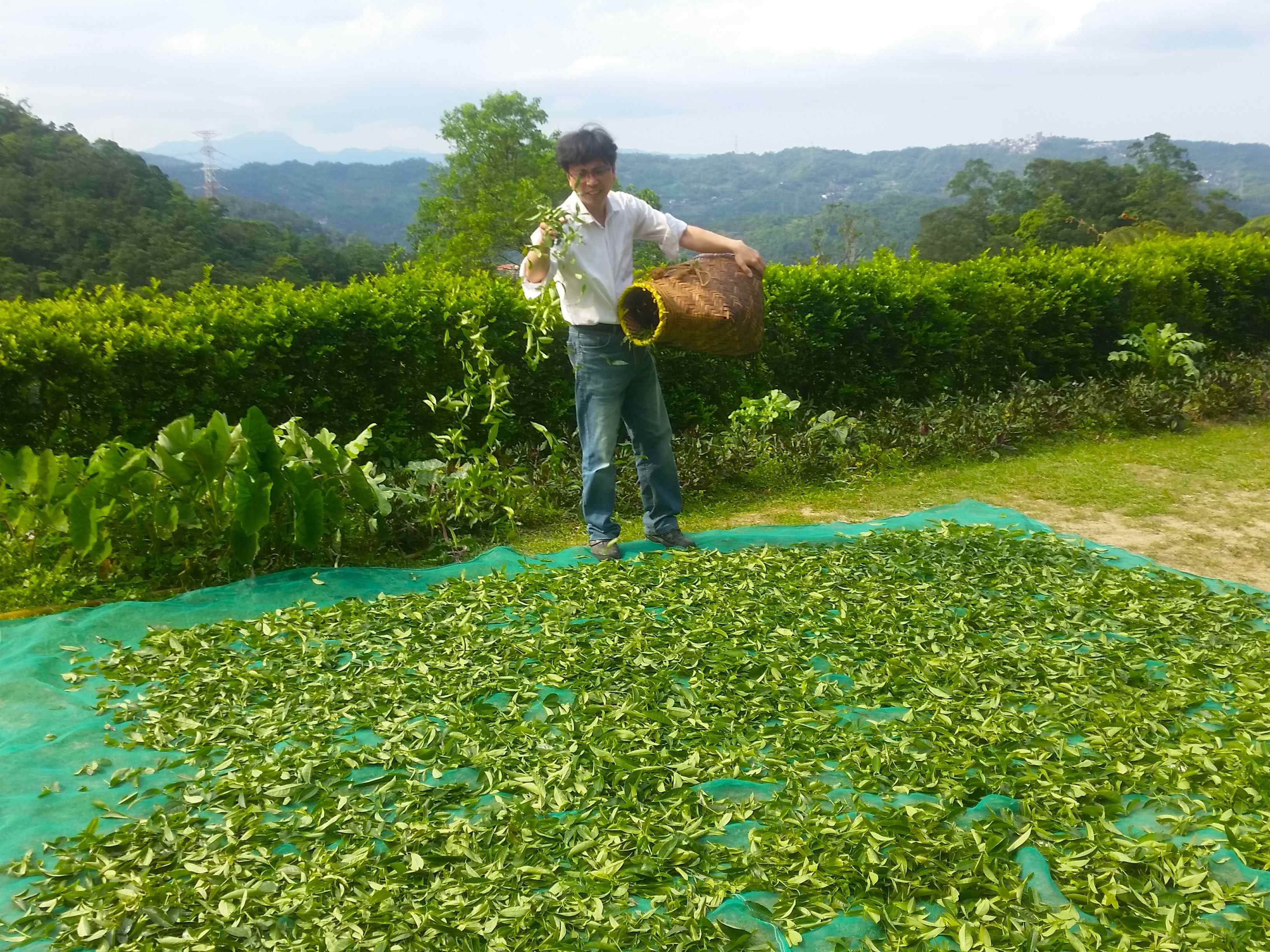 三峽常以青心柑仔品種製成蜜香紅茶，深坑區蔡金財則以青心烏龍來製茶