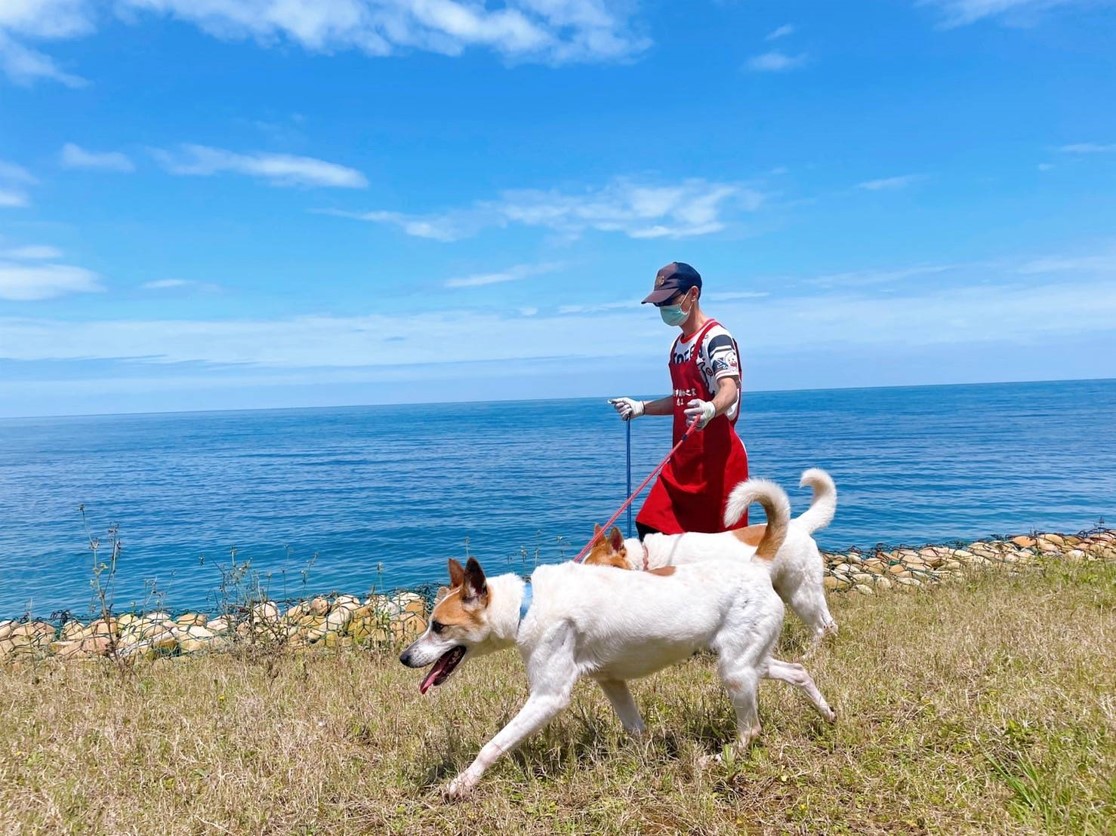 志工協助遛狗照顧，犬隻社會化易進入家庭