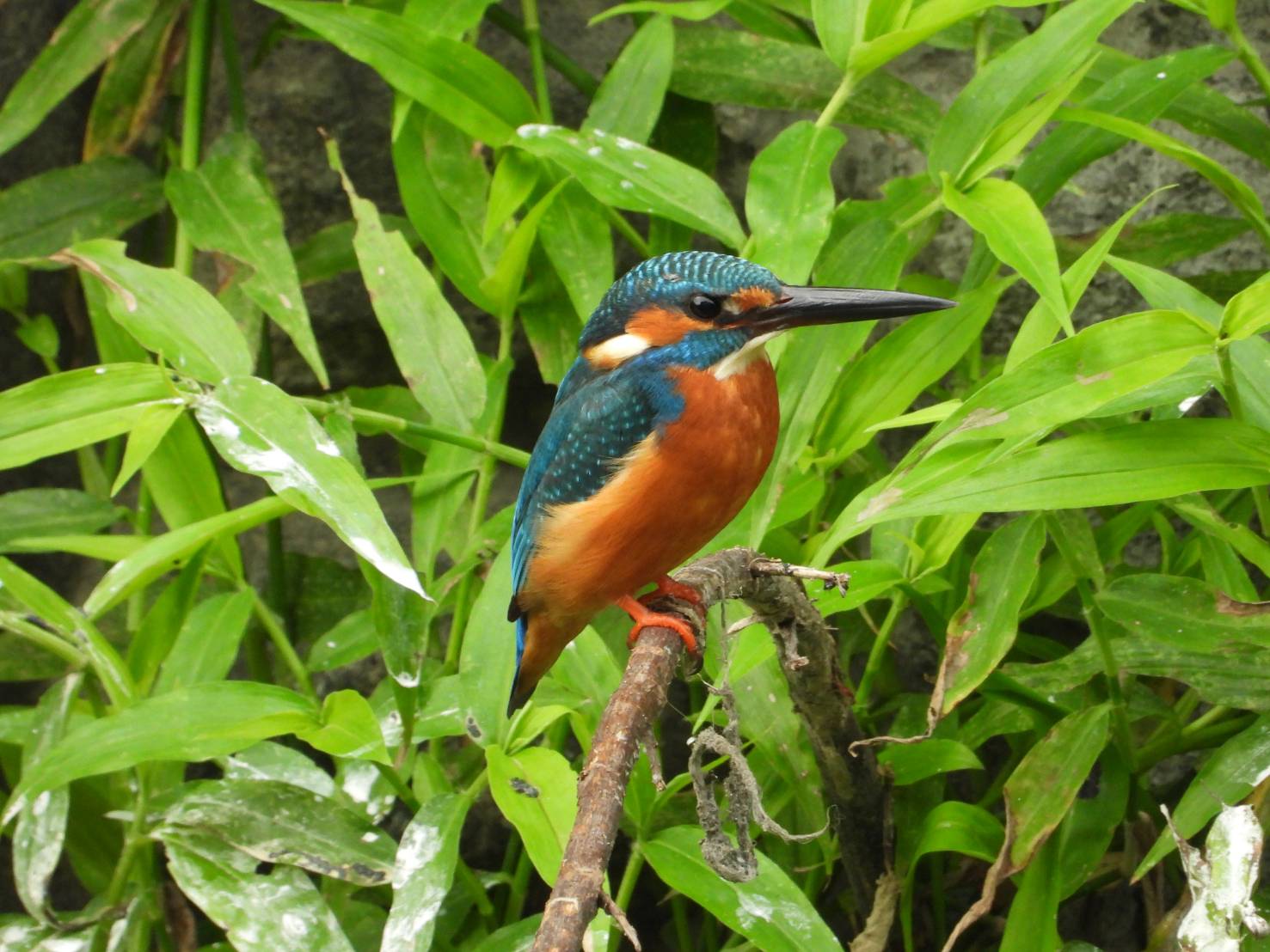  翠鳥現在也成為瓦磘溝常駐鳥類(拍攝於瓦磘溝)