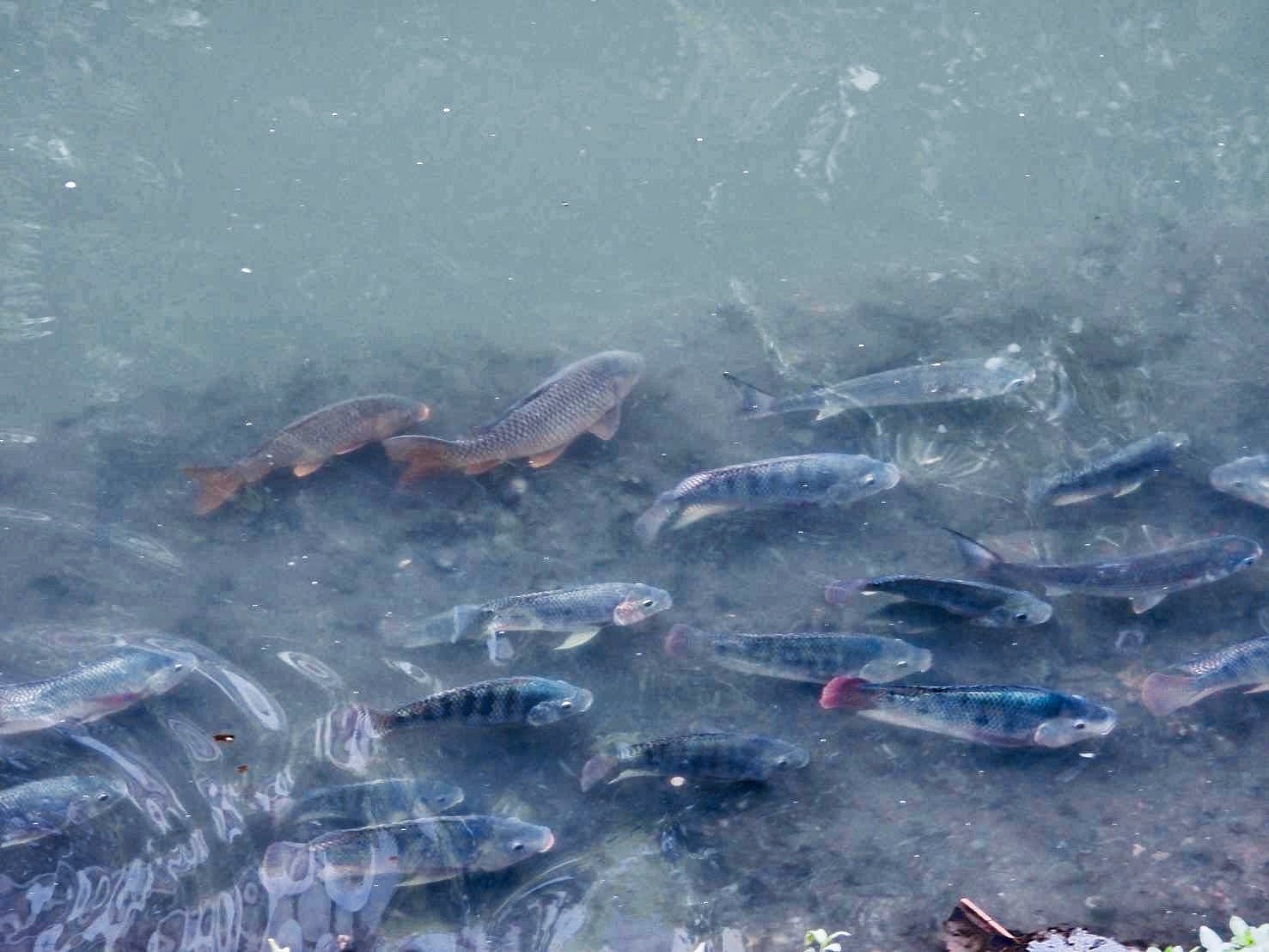   悠游於瓦磘溝的尼羅口孵魚（吳郭魚）、鯉魚及鳙魚（大頭鰱）