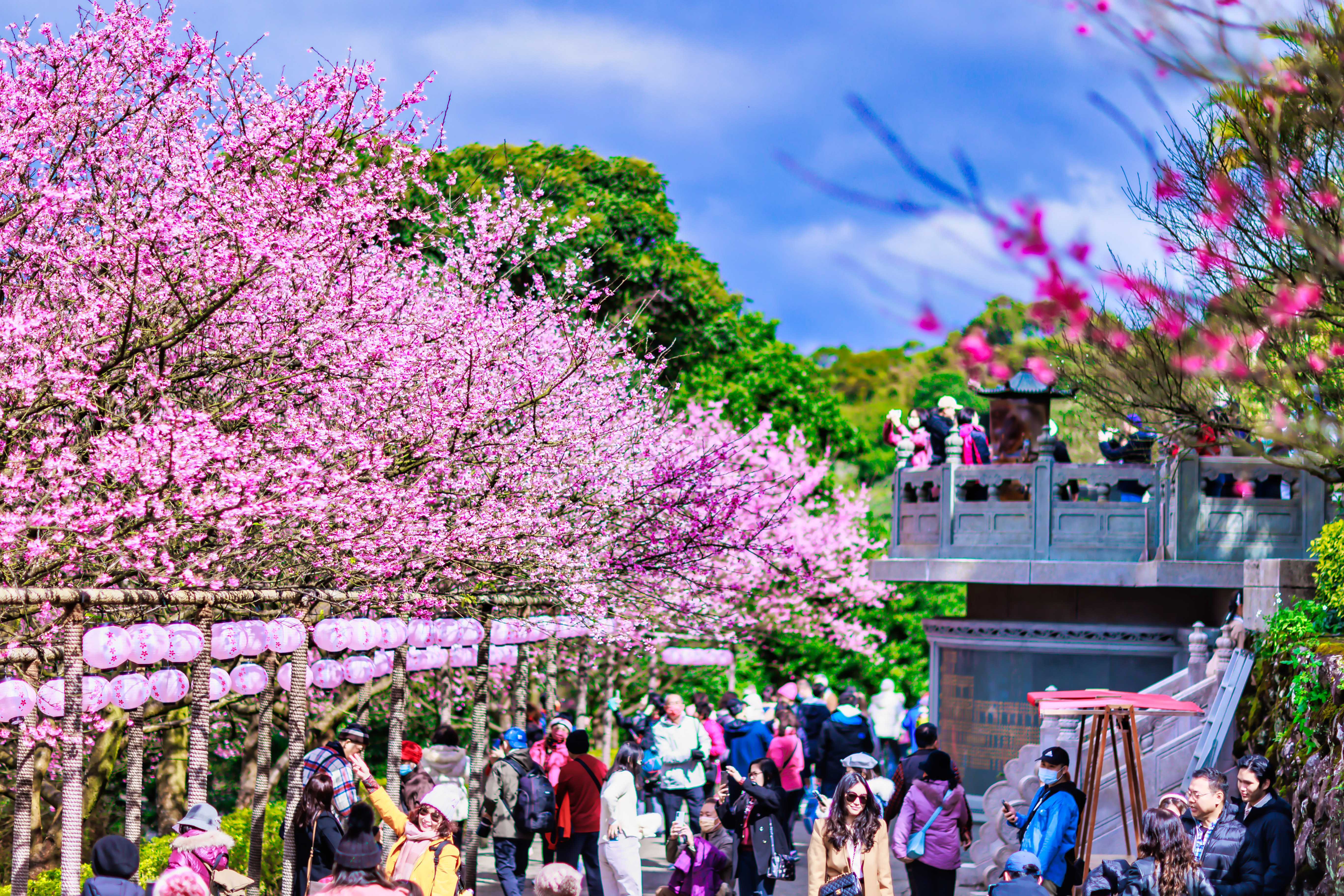 新北市淡水區的無極天元宮為北台灣知名賞櫻景點之一，每逢春節期間櫻花盛開，遊客如織。(圖為112年資料照片)