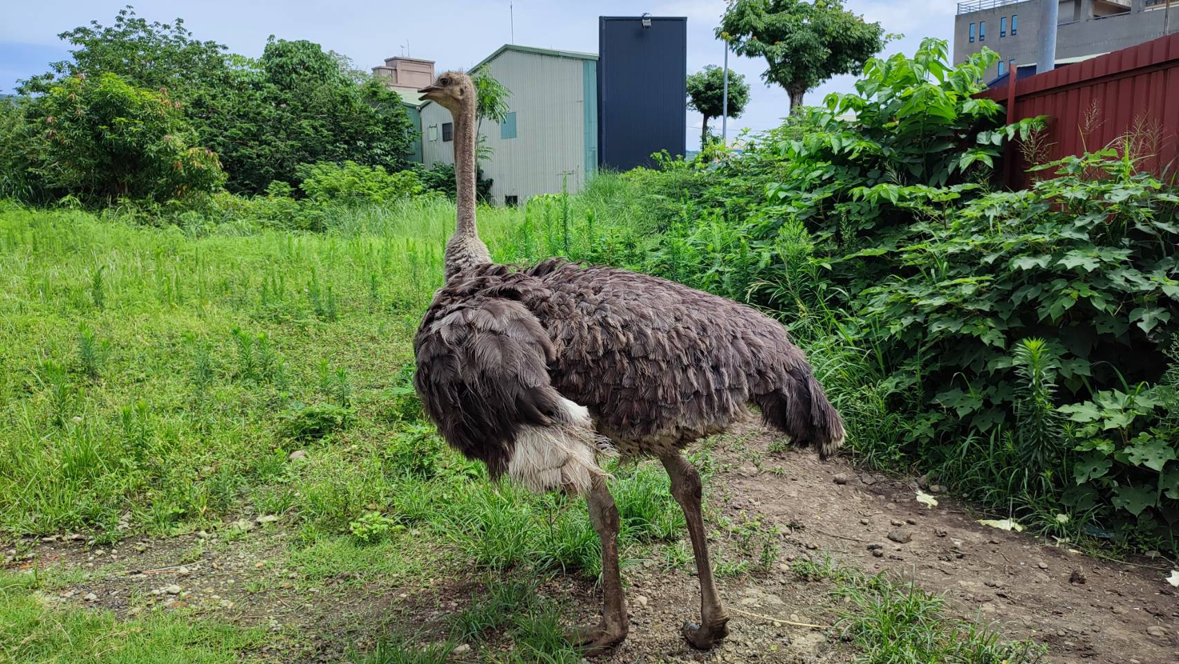 鴕鳥為草食性遠古沙漠動物，對環境適應力及抵抗疾病能力天賦異稟