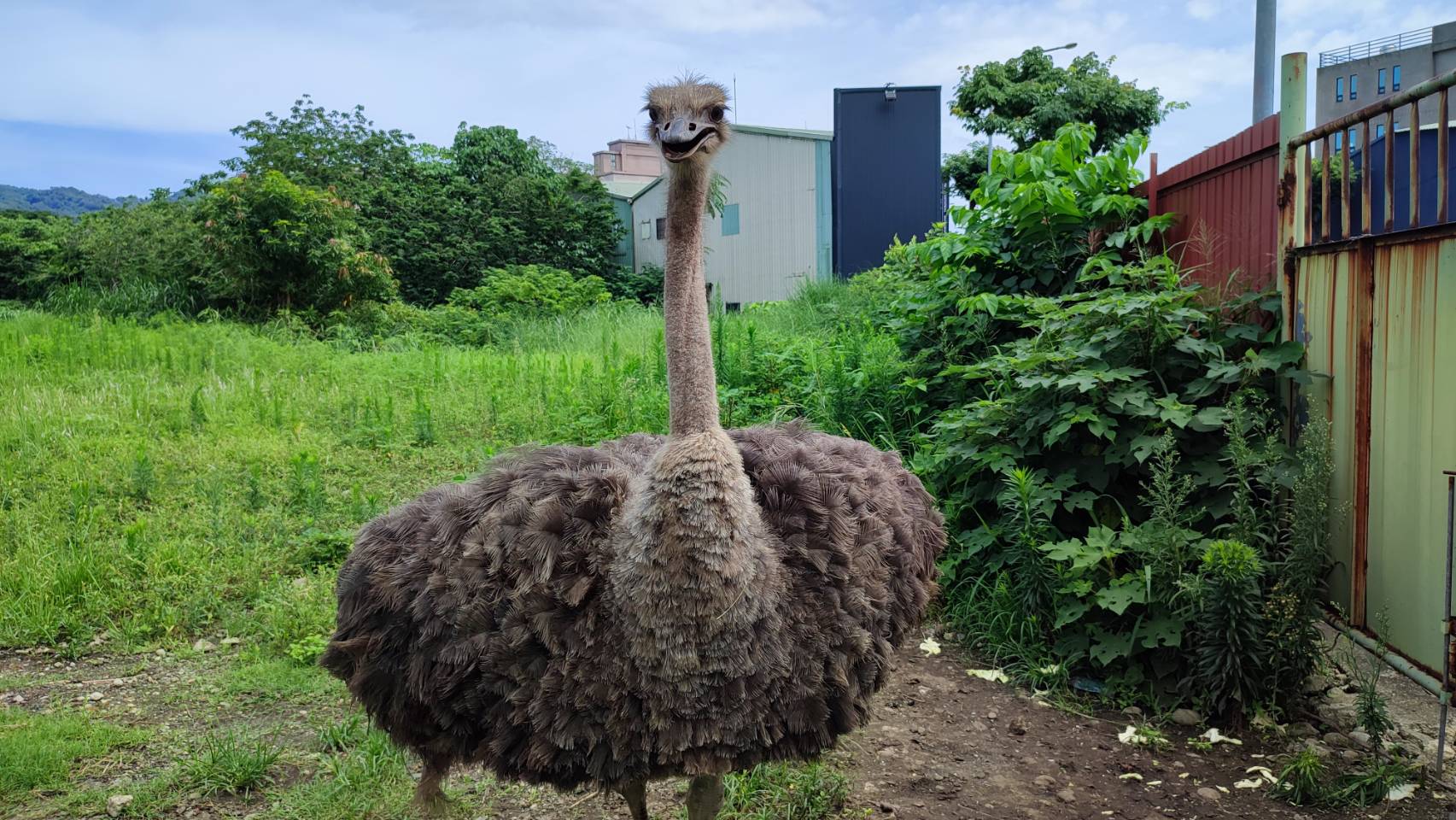 鴕鳥精神飽滿、羽毛豐腴見有訪客立即從遠處飛奔靠近迎客