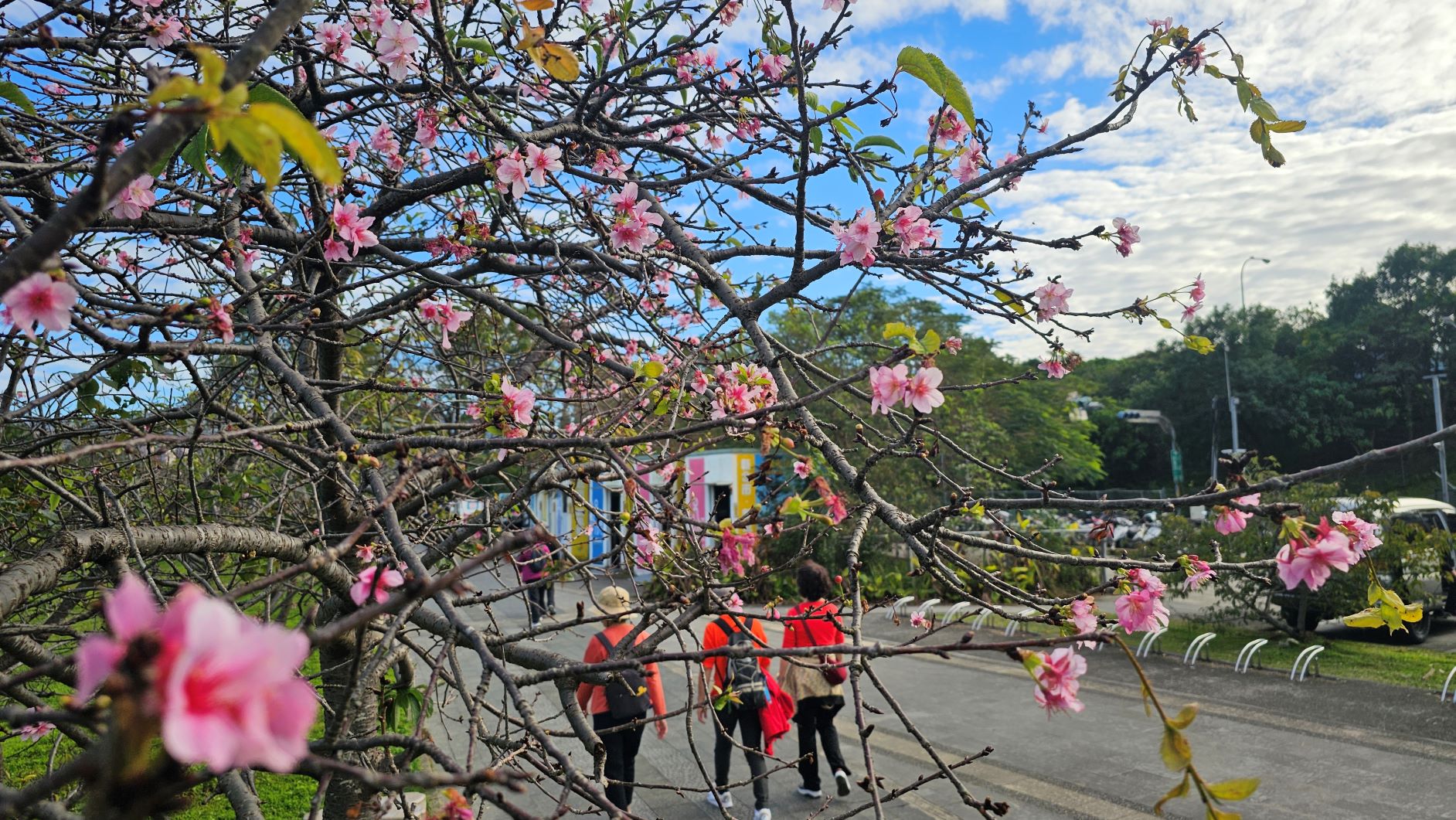 在盛開的櫻花中，和三五好友來趟賞櫻小旅行