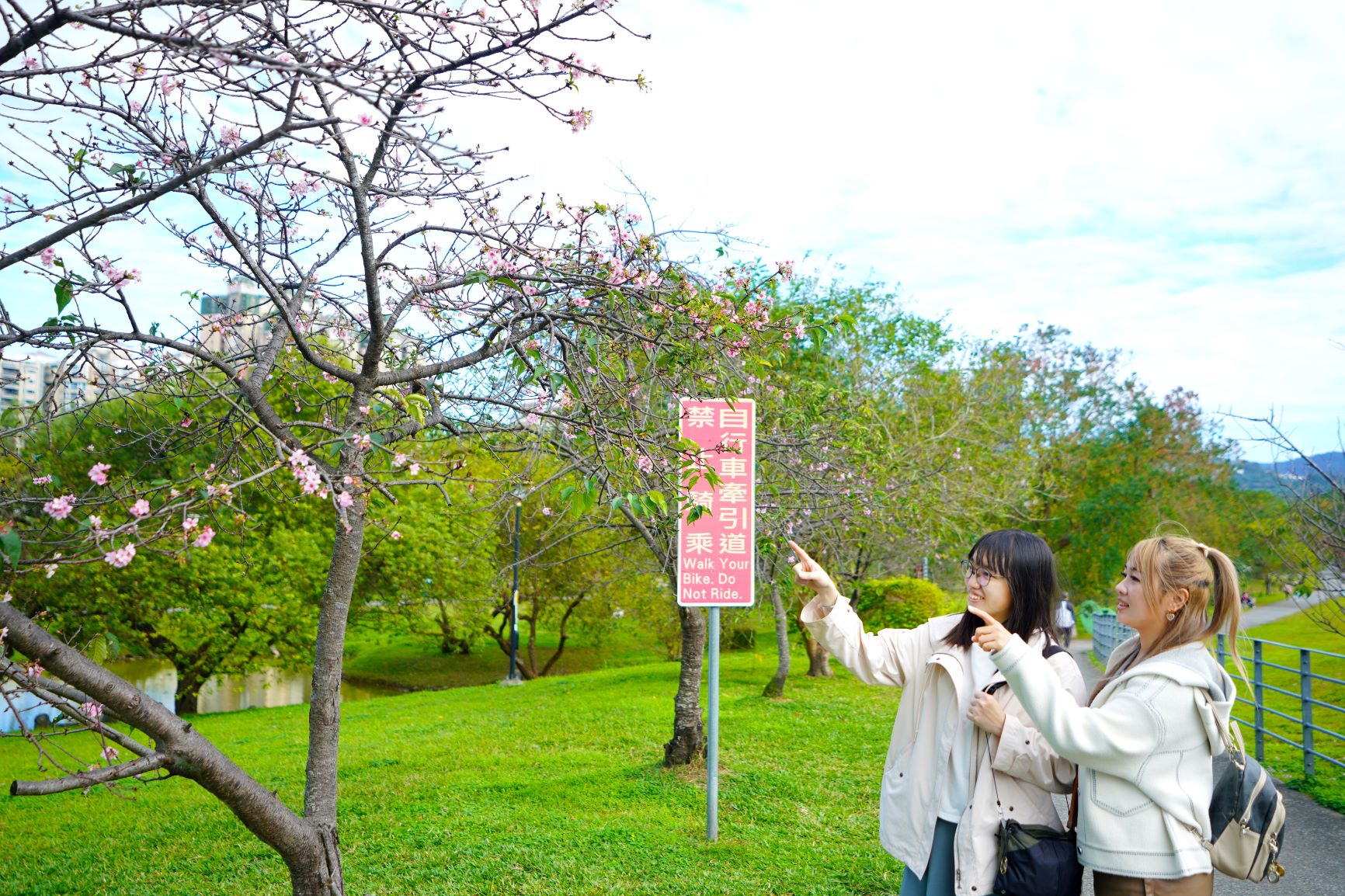 朵朵櫻花和公園綠地相互呼應