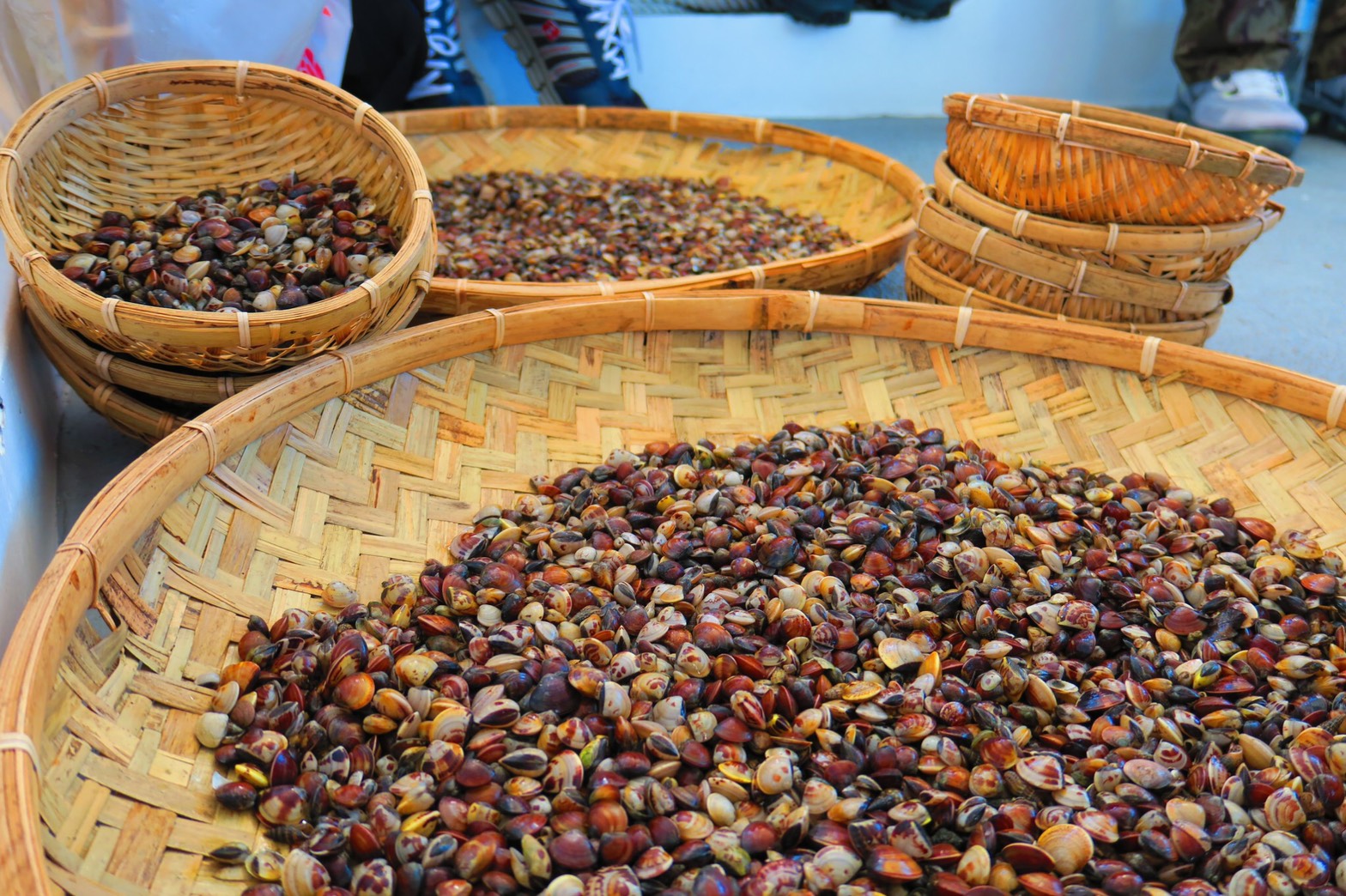 圖8_新鮮文蛤 (淡水區漁會提供)