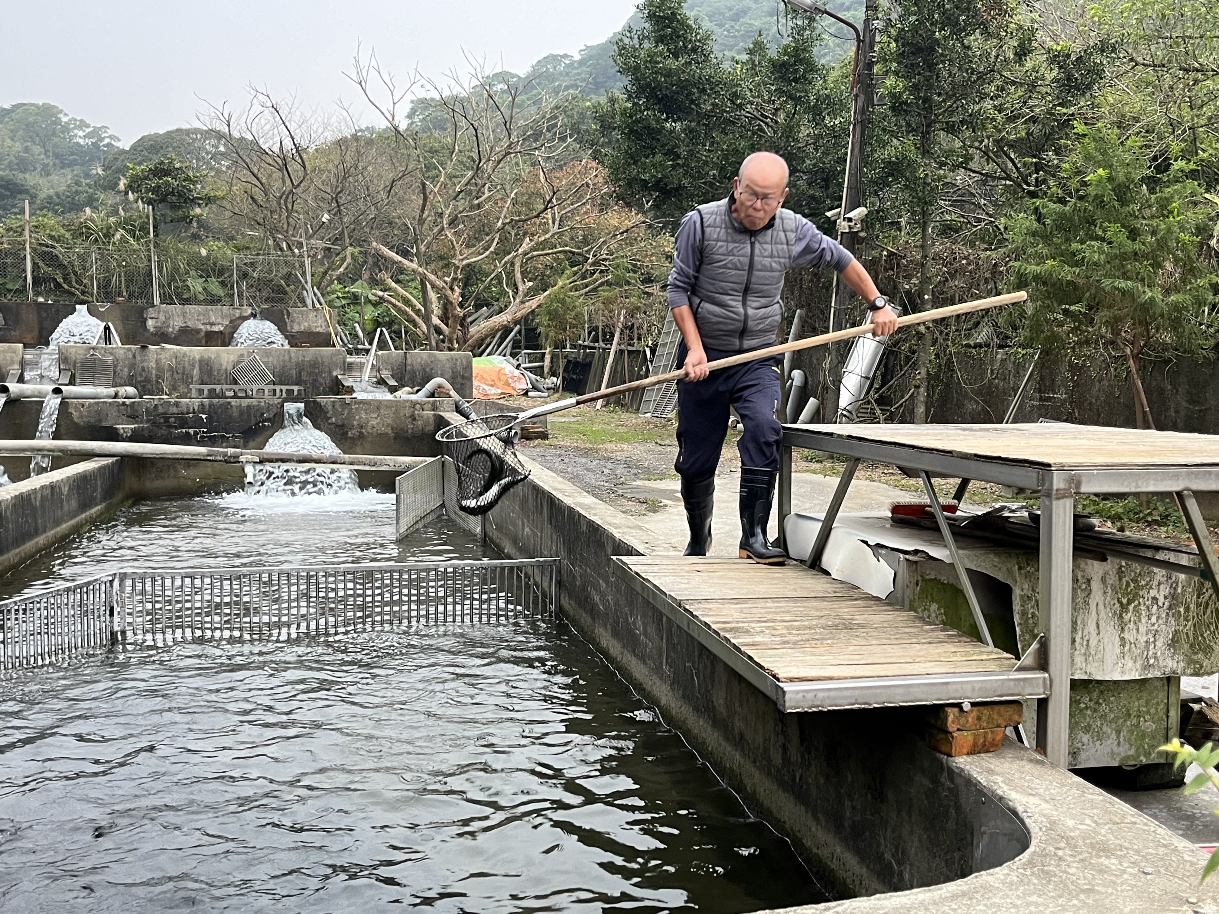 養殖業者配合鱒魚採樣送驗