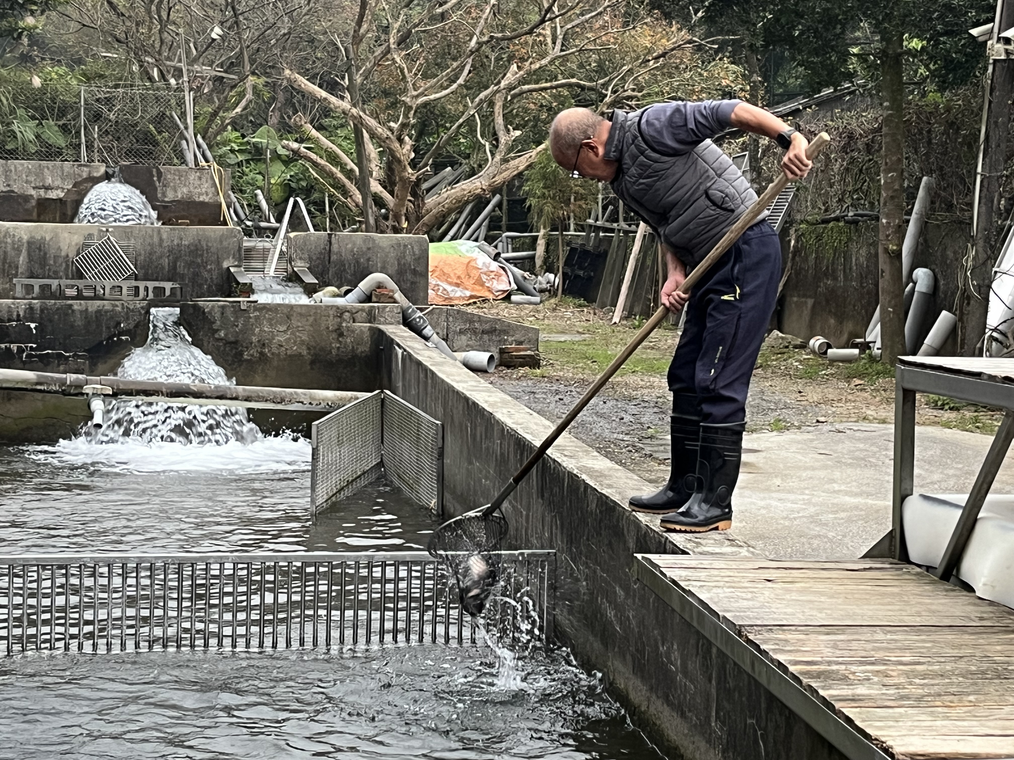 養殖業者配合鱒魚採樣送驗
