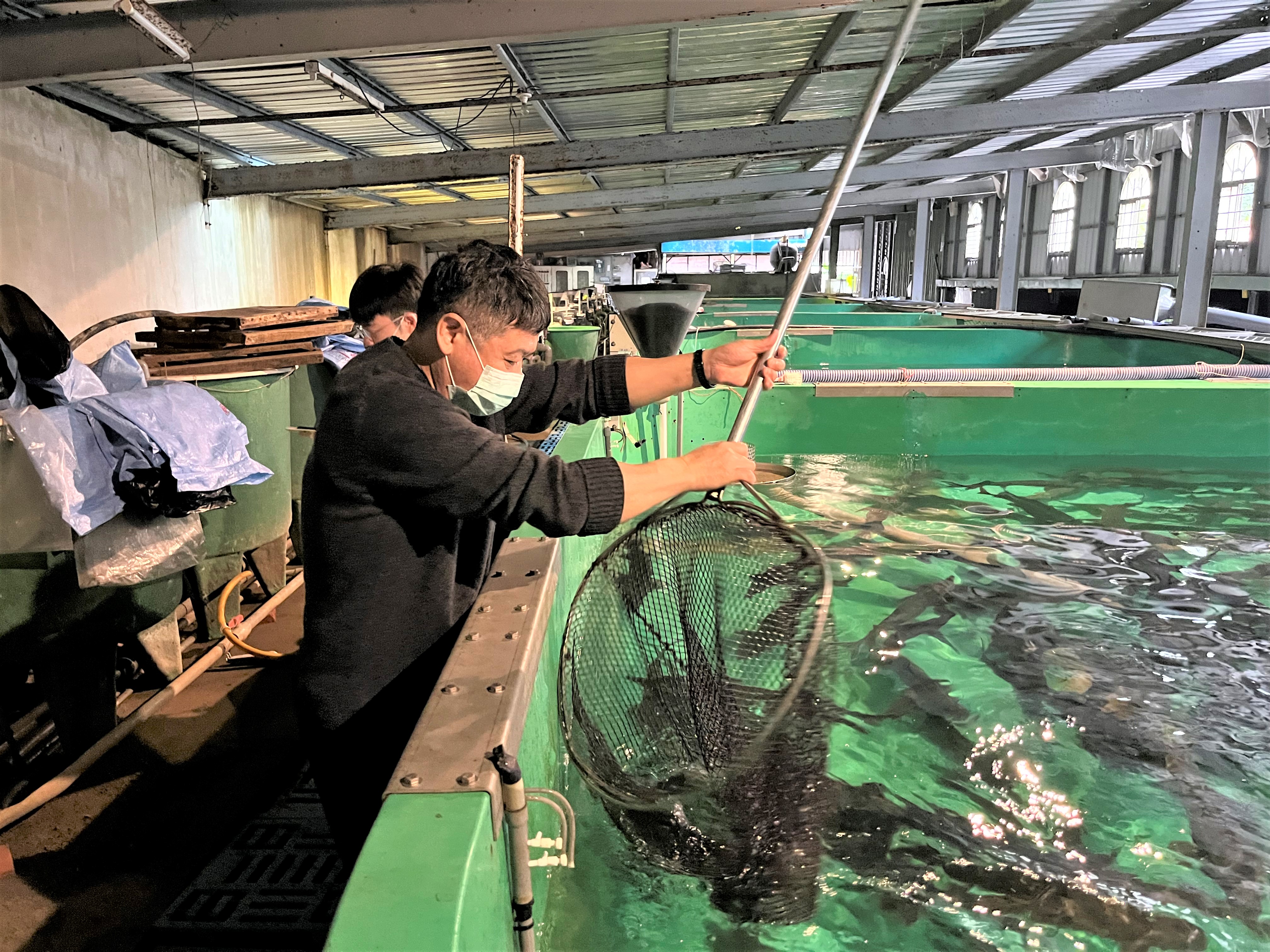 養殖業者配合鱘龍魚採樣送驗