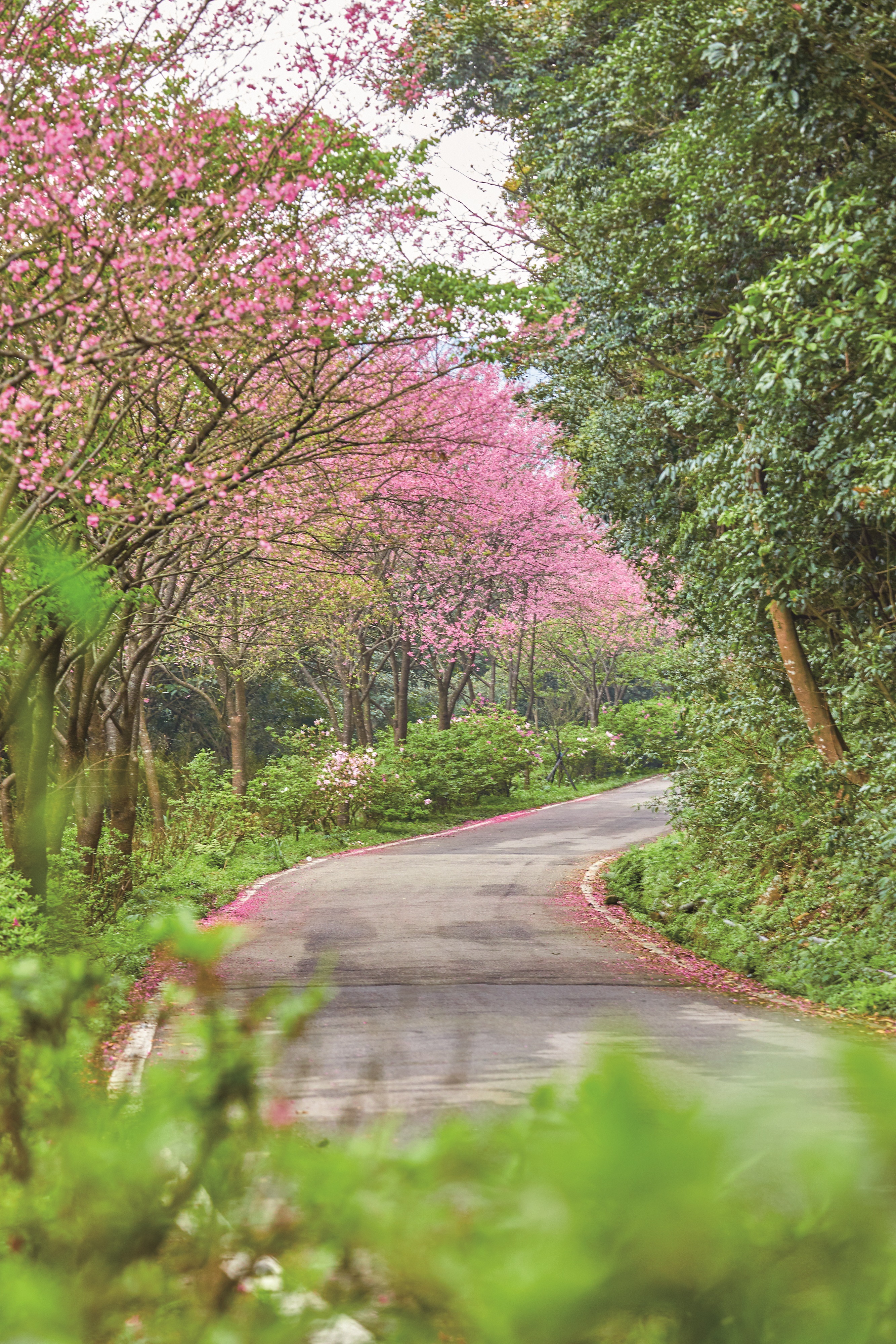 青山路1