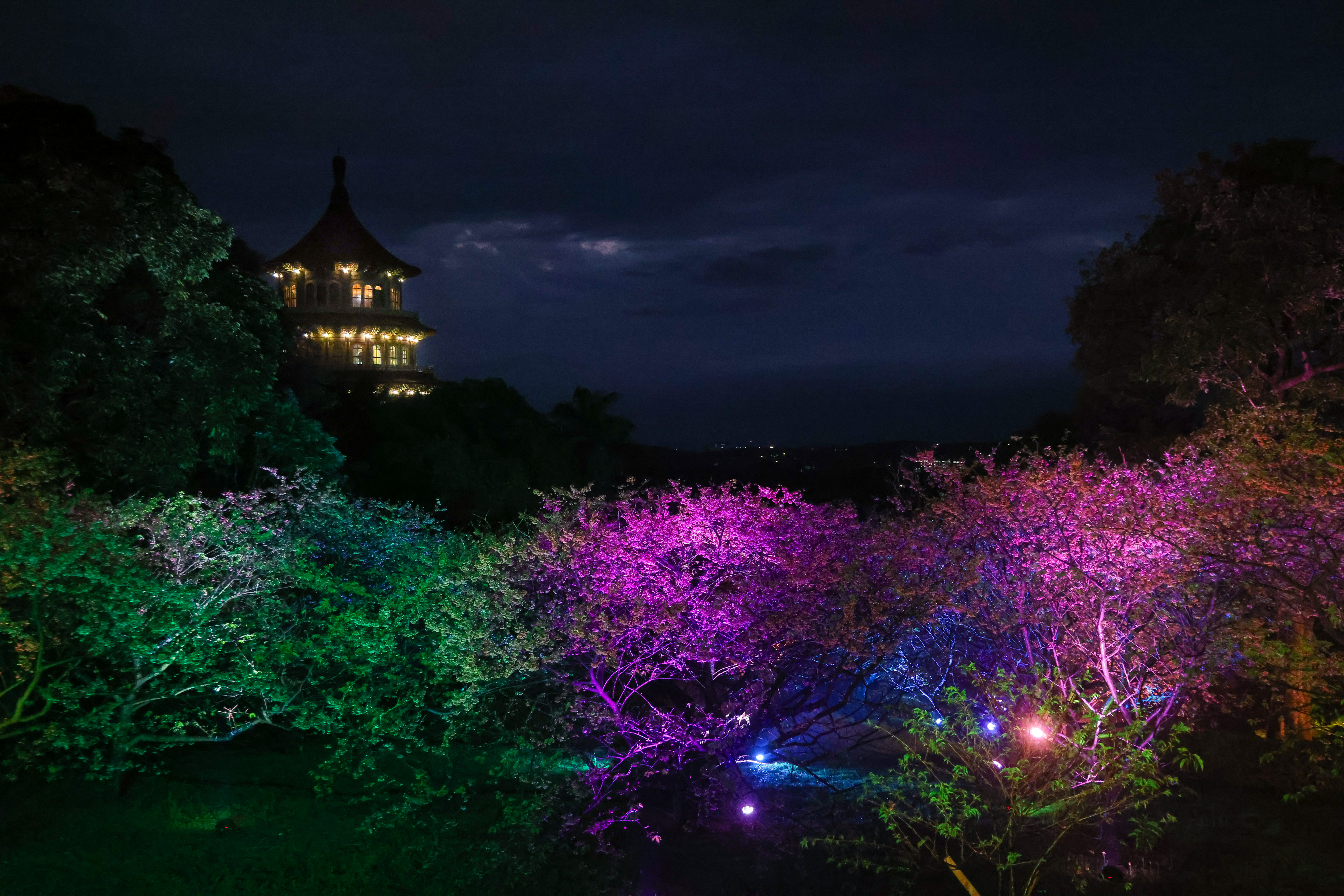 2024花見櫻花季-淡水天元宮夜櫻