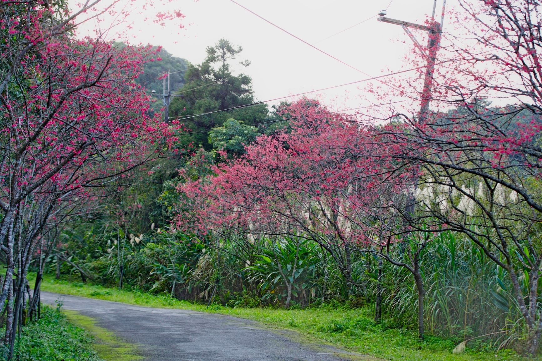  二格道路的山櫻花夾道綻放