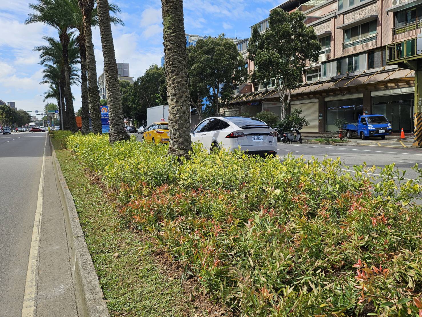 文化北路為林口交流道連接之主要的交通動線之一，中央分隔島上的中東海棗經多年細心養護，生長狀況良好，使文化北路成為林口區具代表性的特色道路