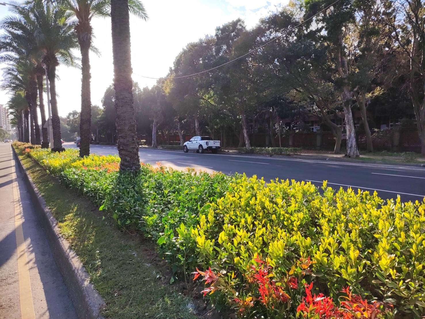 陽光灑在文化北路1段492巷-仁愛路2段的中央分隔島，美不勝收