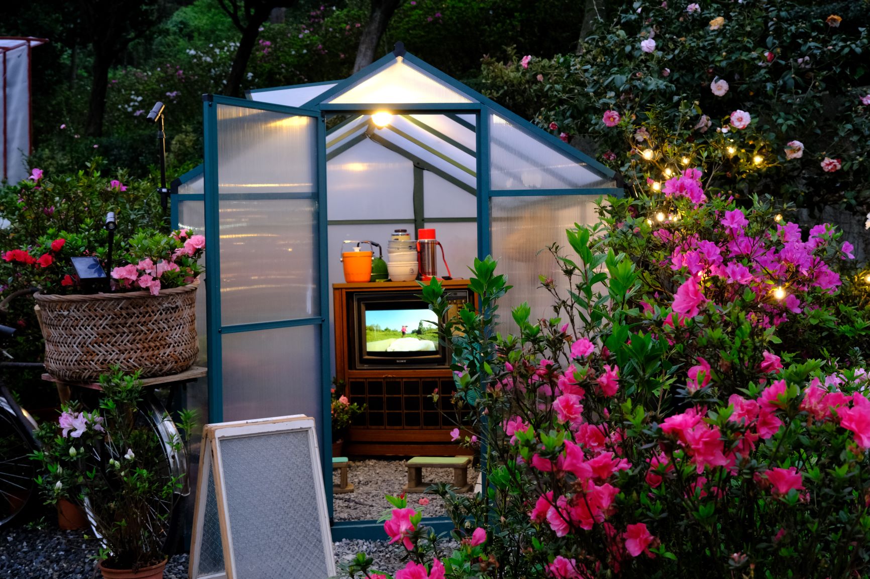  LoLA CINEMA影像工作室於小溫室中以懷舊電視機播放柳枝芳紀錄影片，以影像方式傳達杜鵑花農辛苦
