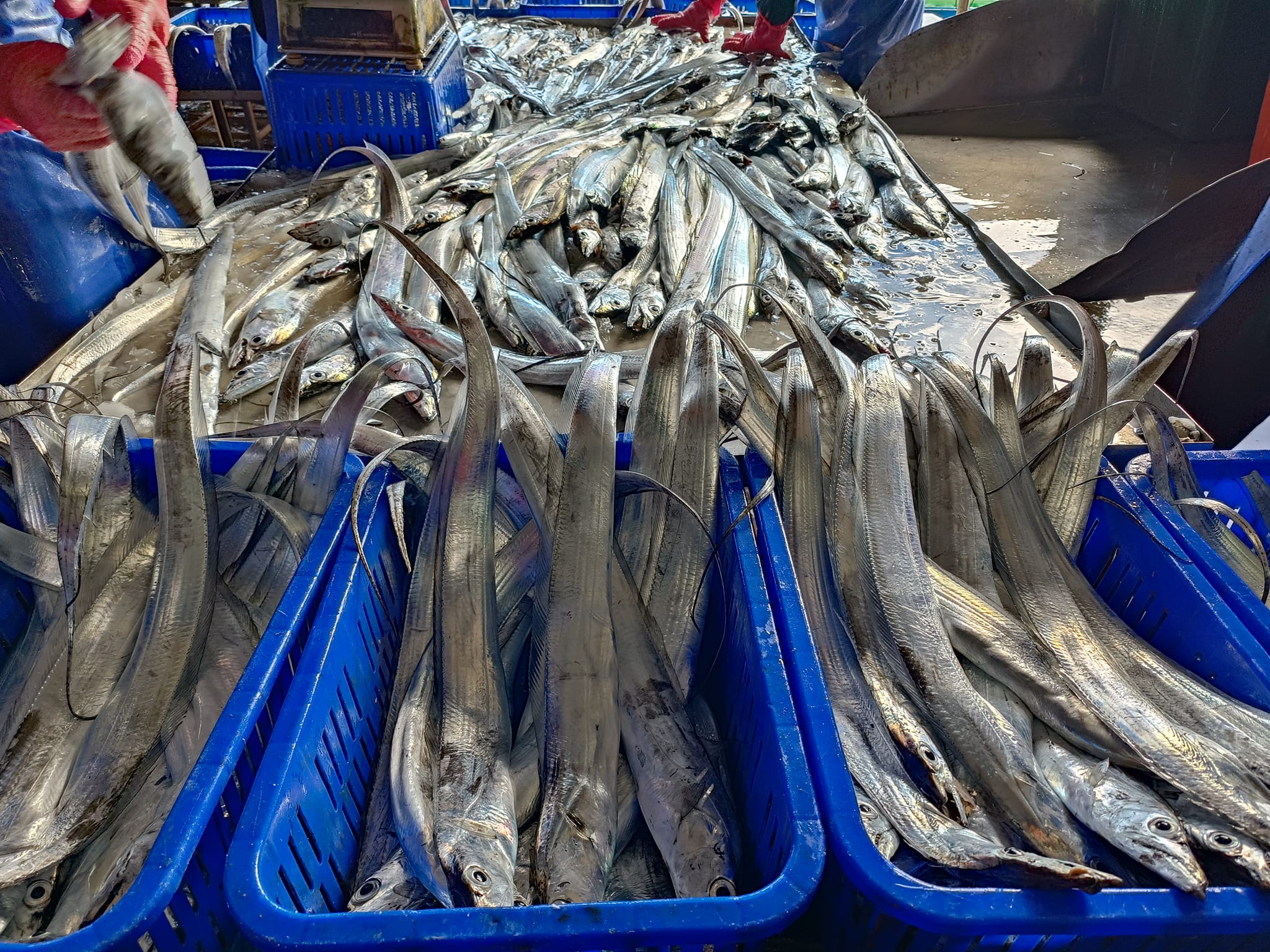 澳底漁港新鮮白帶魚漁獲