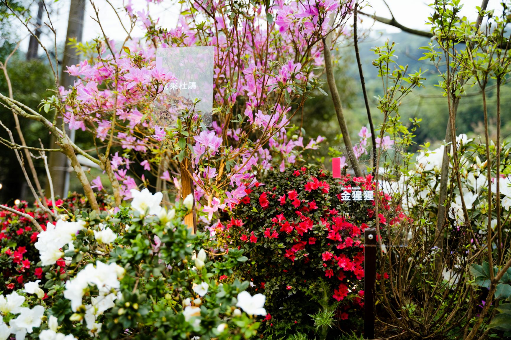  新北市府推動萬金杜鵑品牌，杜鵑之美躍上國際
