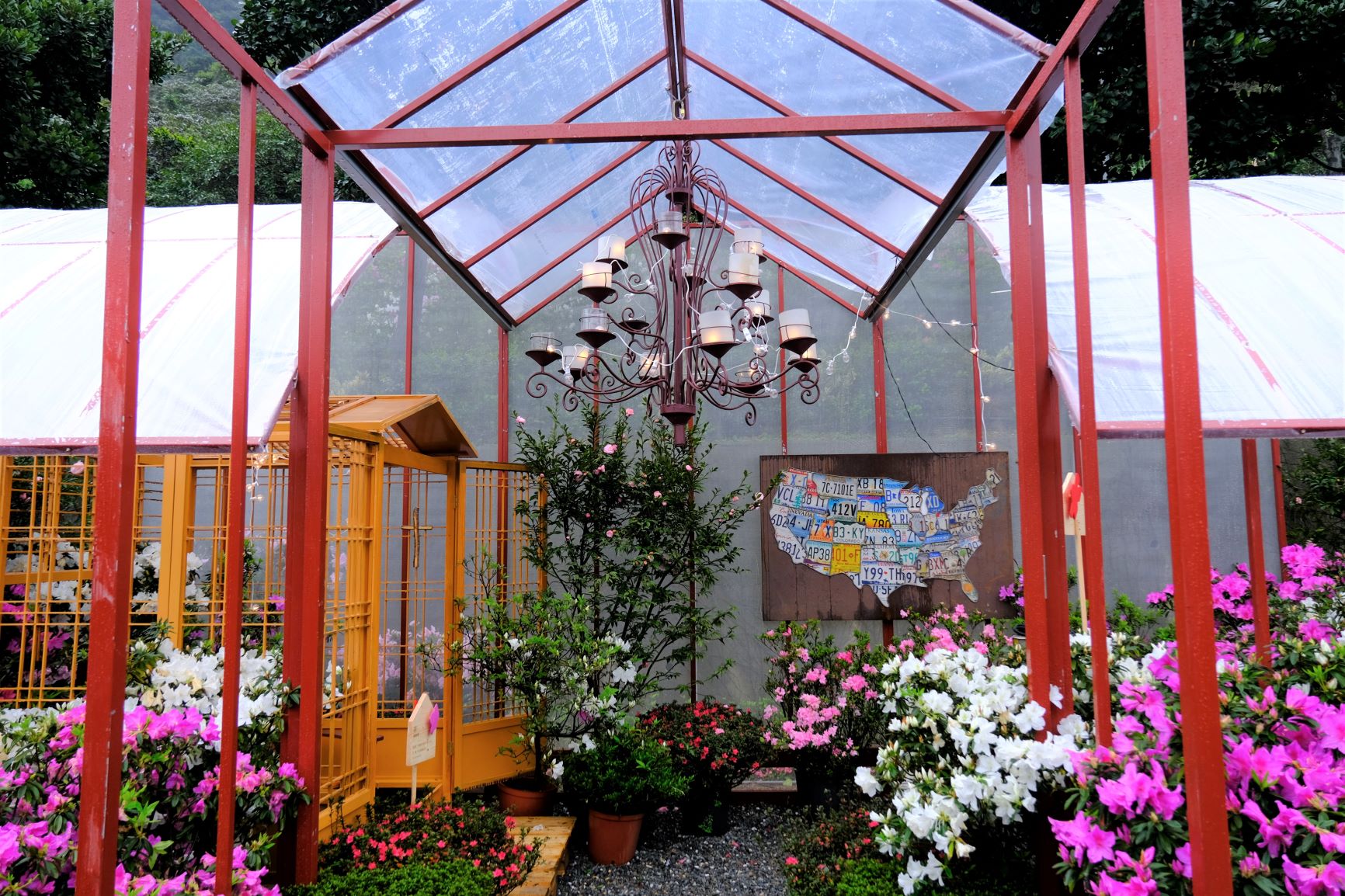  目前萬金杜鵑正在萬里區瑪鋉溪畔的運動公園及觀光公園辦理花展