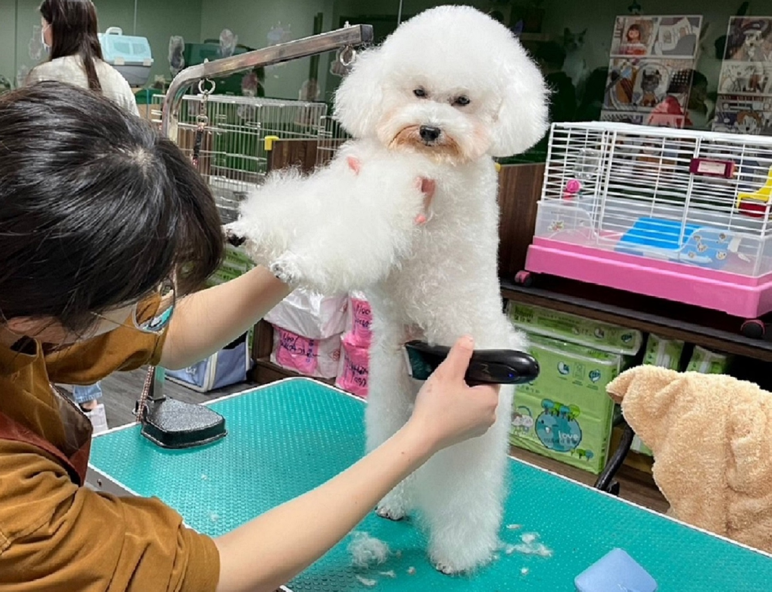 毛寶貝有任何皮膚狀況都要先告知