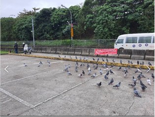 河濱公園有大量野鴿逗留