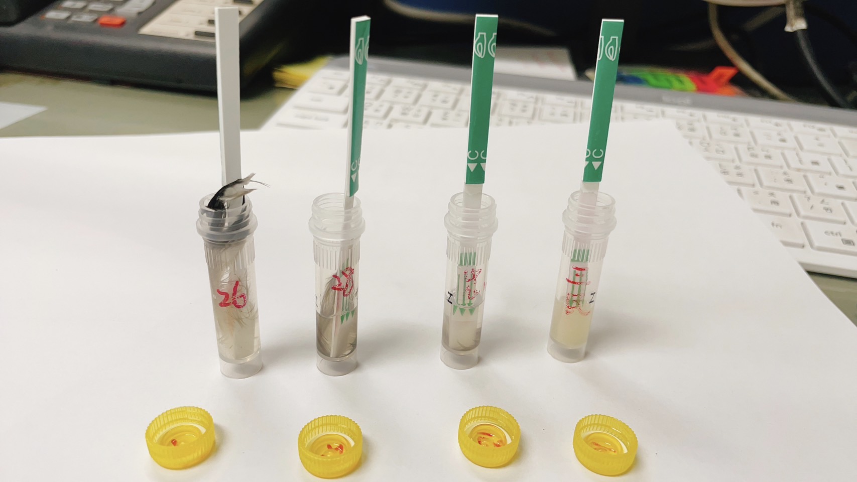 動保處積極執行禽流感快篩檢