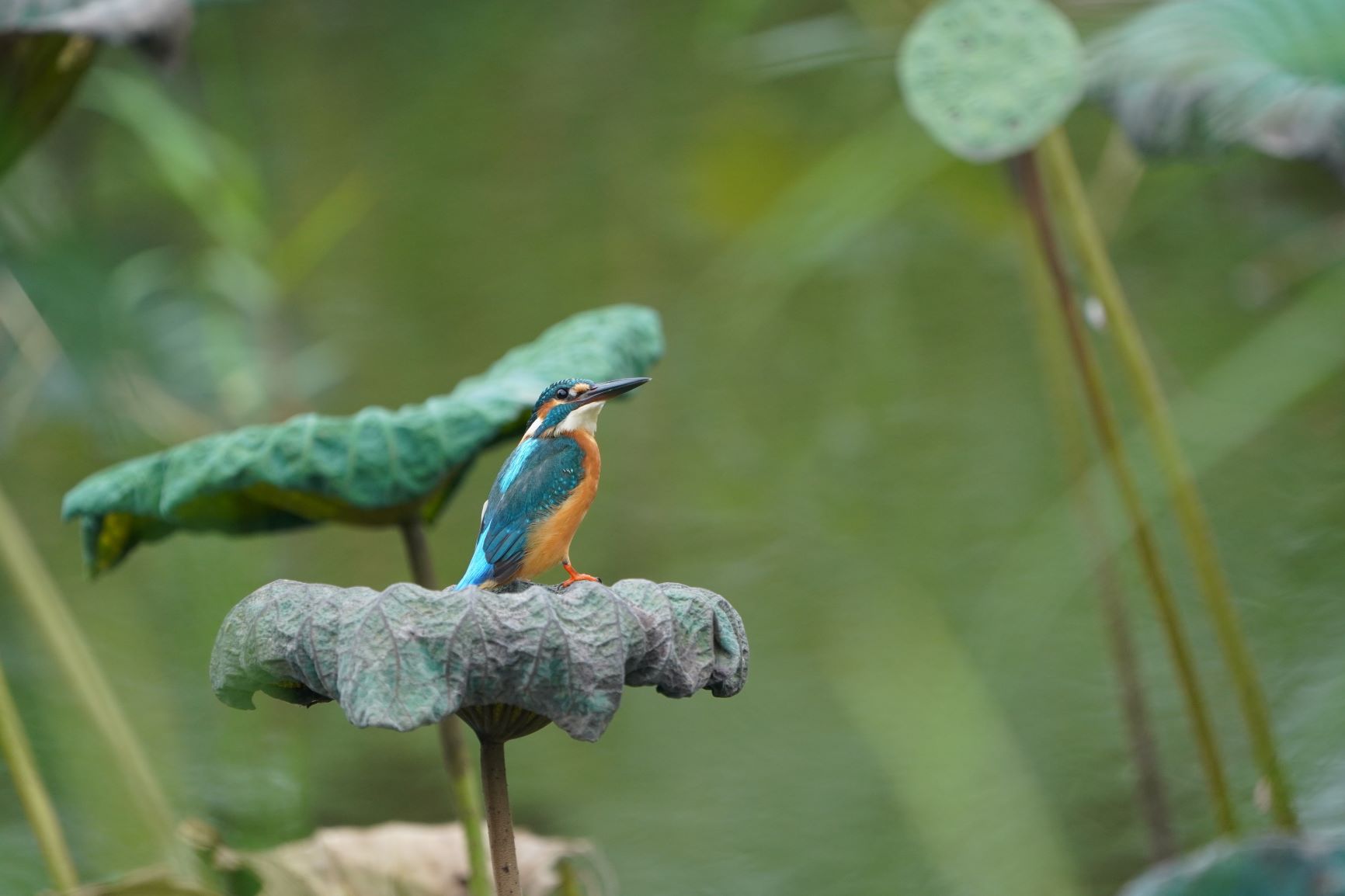 翠鳥亮麗的羽色令人難以忘懷